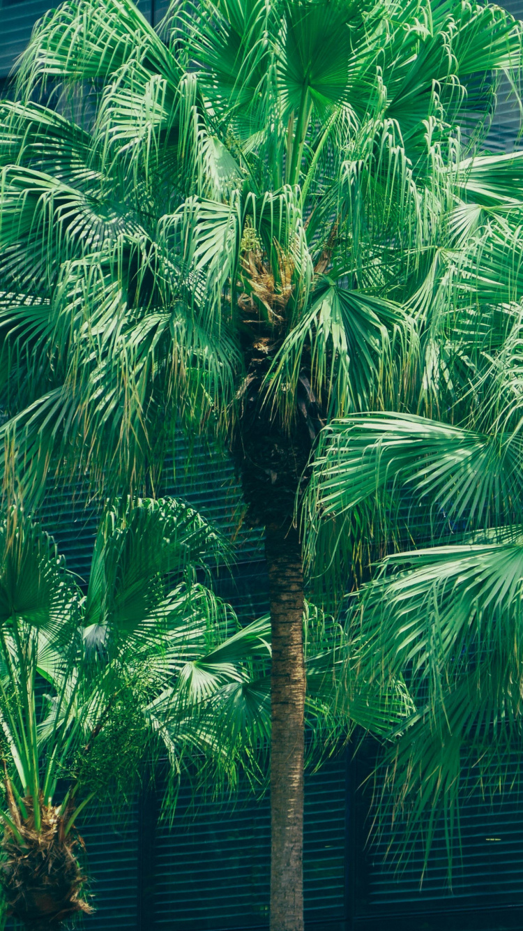 Palmera Verde Cerca de la Casa de Madera Azul. Wallpaper in 750x1334 Resolution