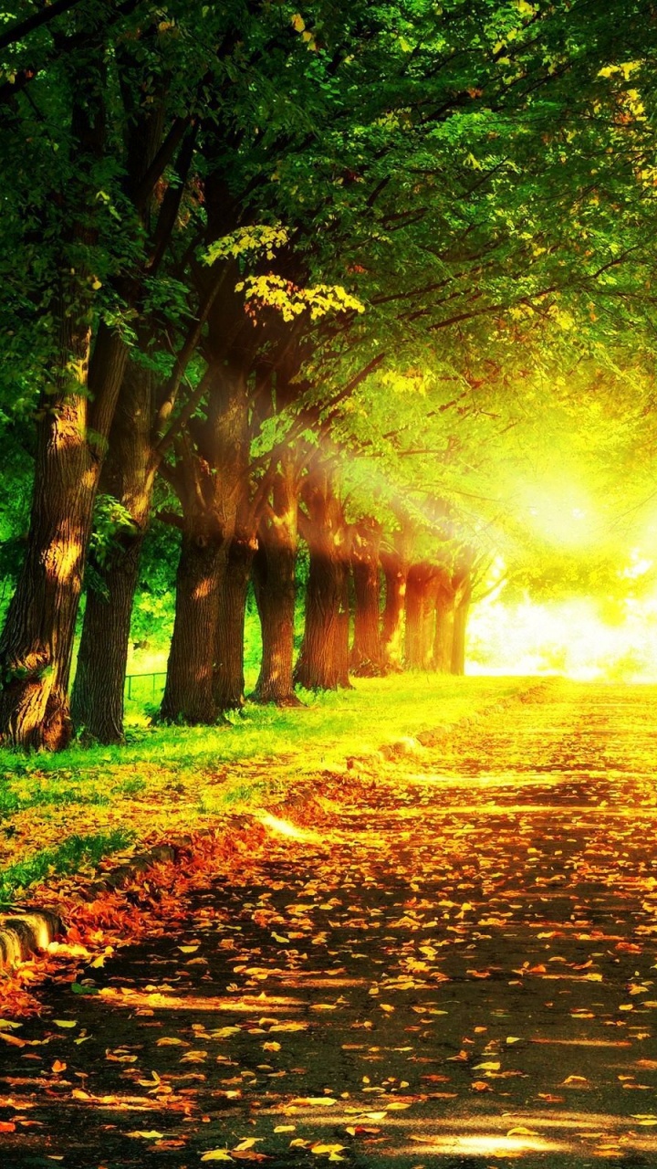 Hojas Marrones en el Suelo. Wallpaper in 720x1280 Resolution