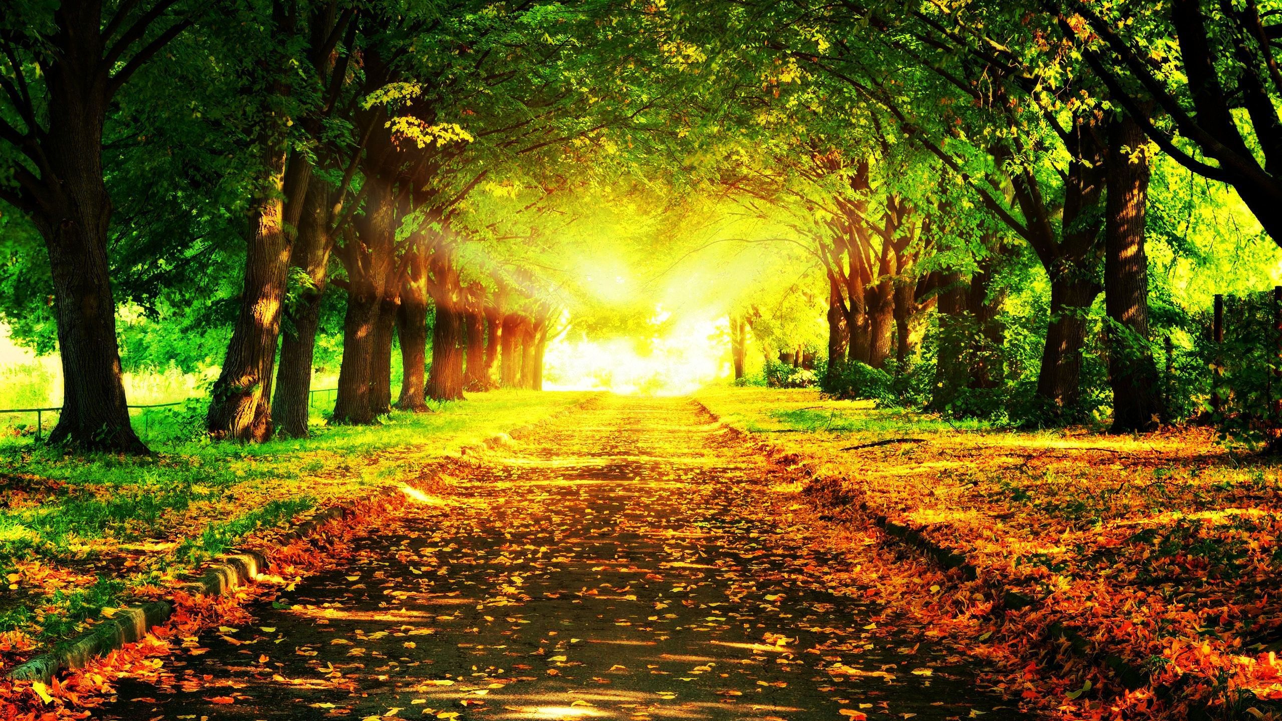 Feuilles Brunes au Sol. Wallpaper in 2560x1440 Resolution