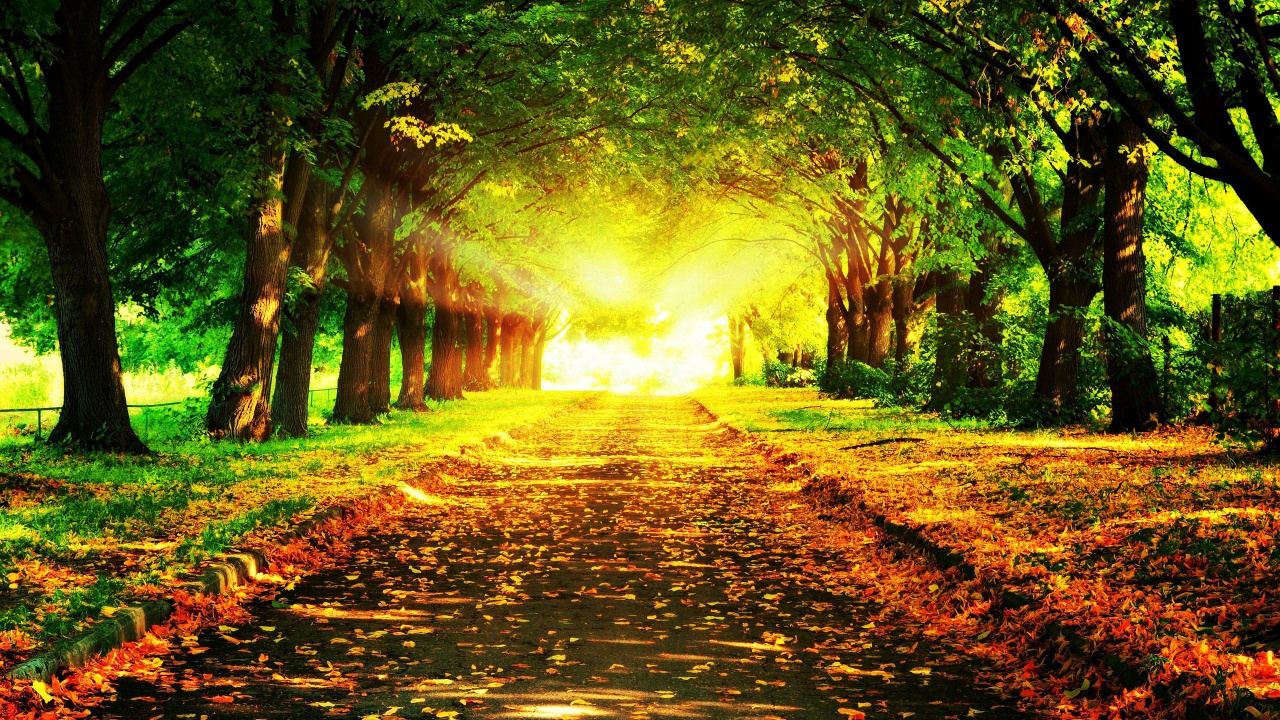 性质, 植被, 森林, 路径, 画布 壁纸 1280x720 允许