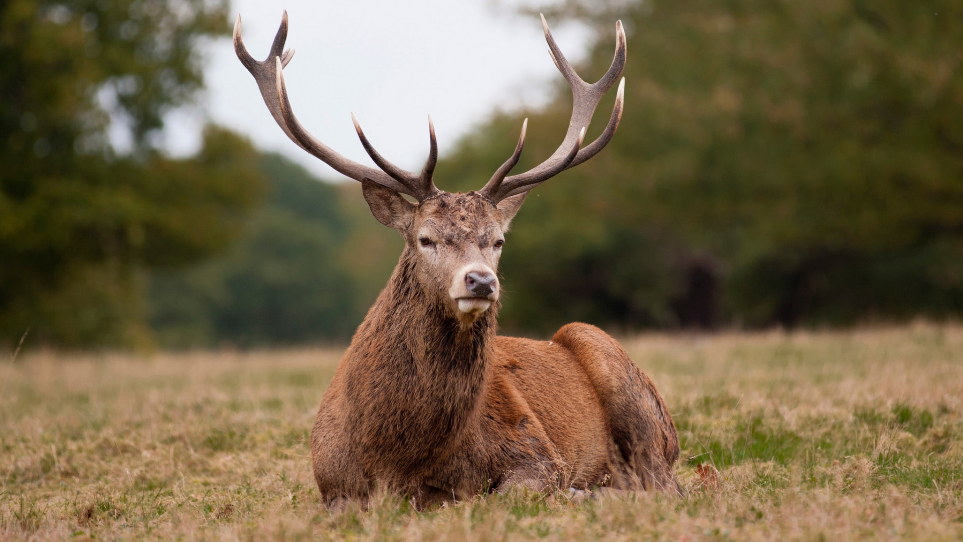 Brown Deer Lying on Green Grass Field During Daytime. Wallpaper in 1920x1080 Resolution