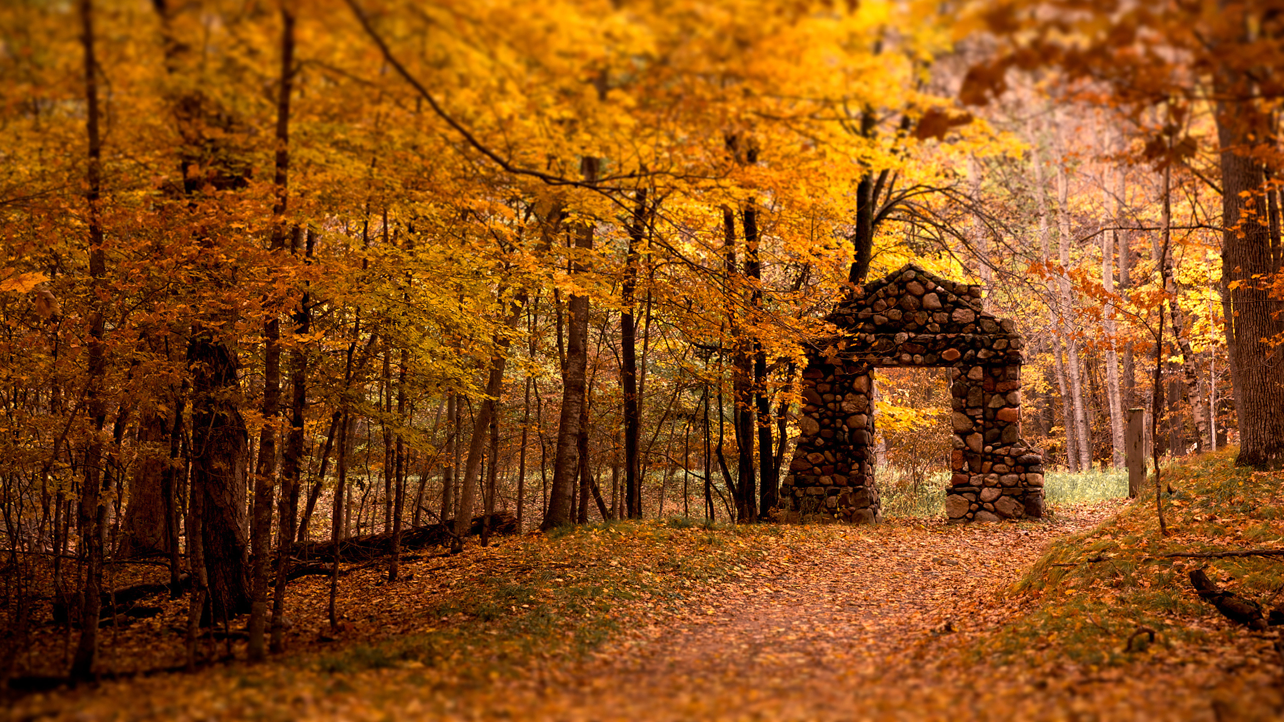 Yellow Leaves on Ground Surrounded by Trees. Wallpaper in 2560x1440 Resolution