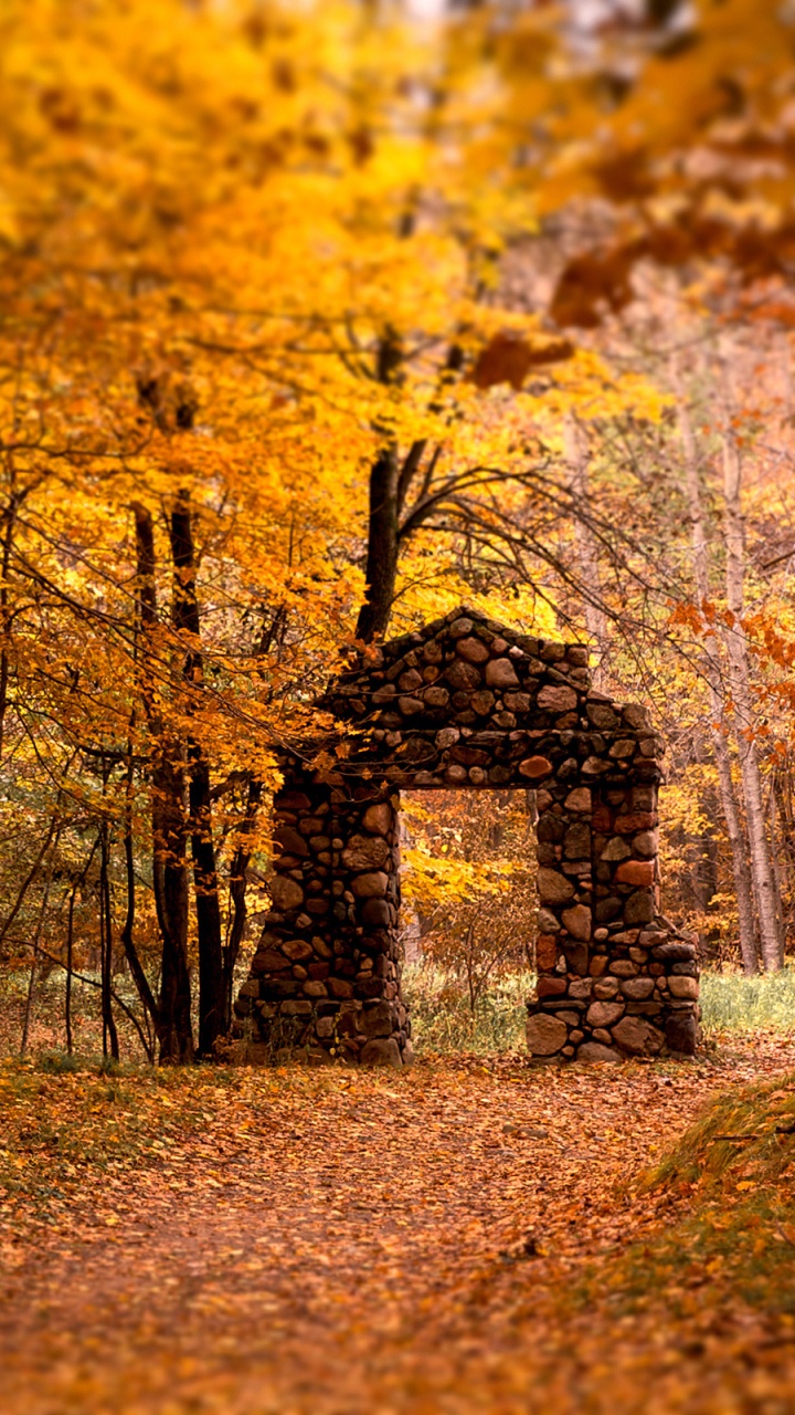 Yellow Leaves on Ground Surrounded by Trees. Wallpaper in 720x1280 Resolution
