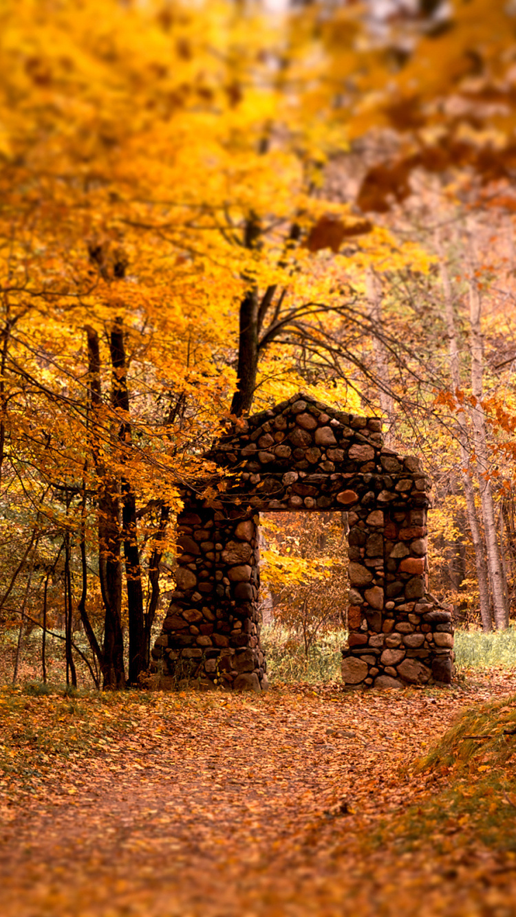 Yellow Leaves on Ground Surrounded by Trees. Wallpaper in 750x1334 Resolution