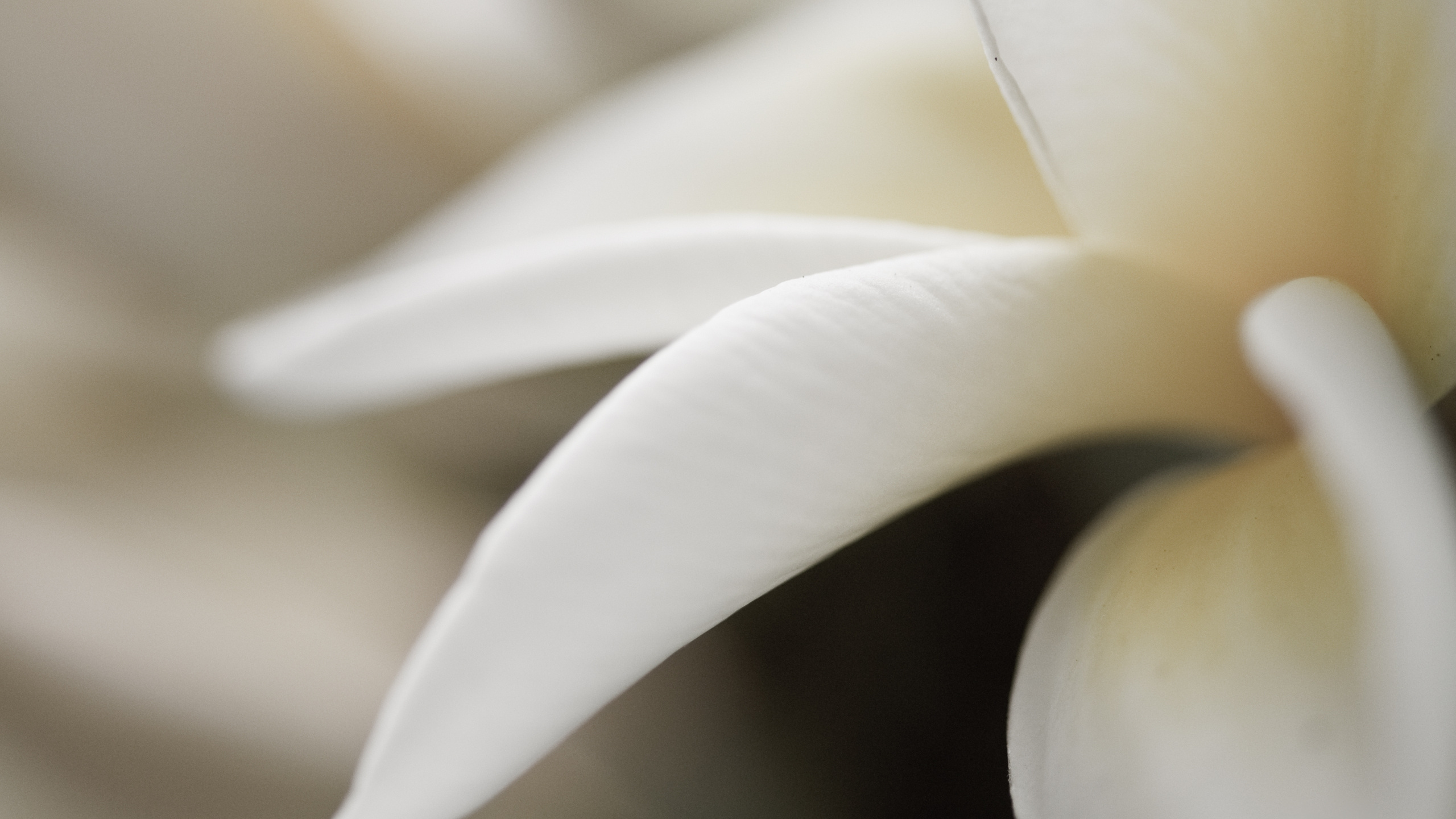 Weiße Blume in Makroaufnahme. Wallpaper in 2560x1440 Resolution