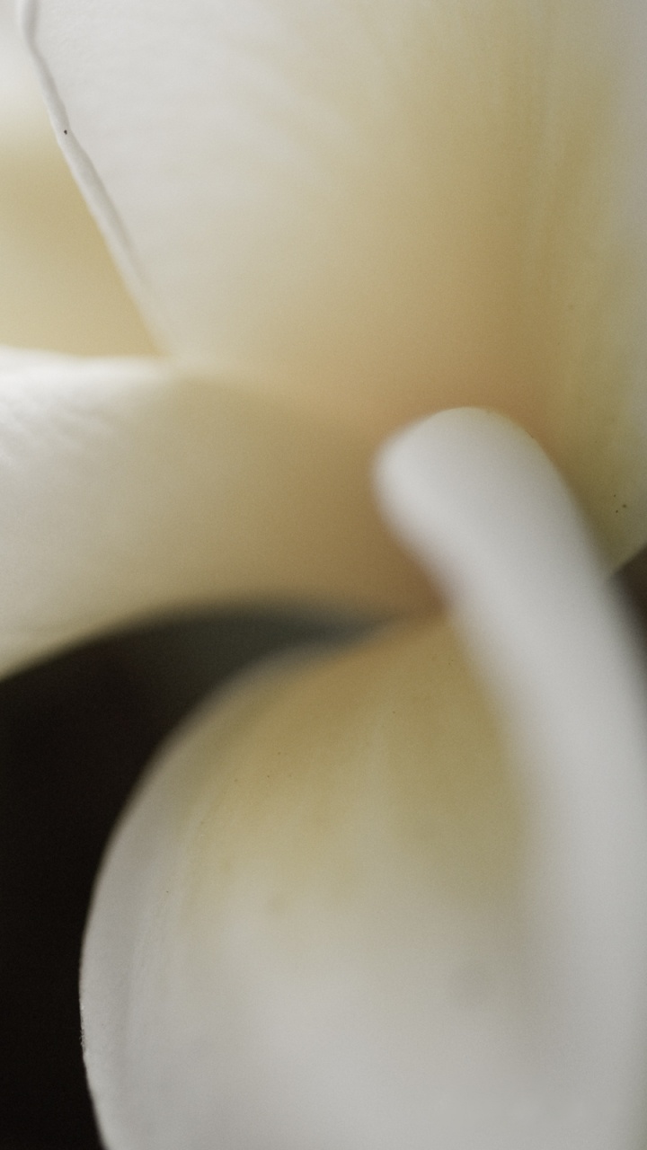 Fleur Blanche en Macro Shot. Wallpaper in 720x1280 Resolution