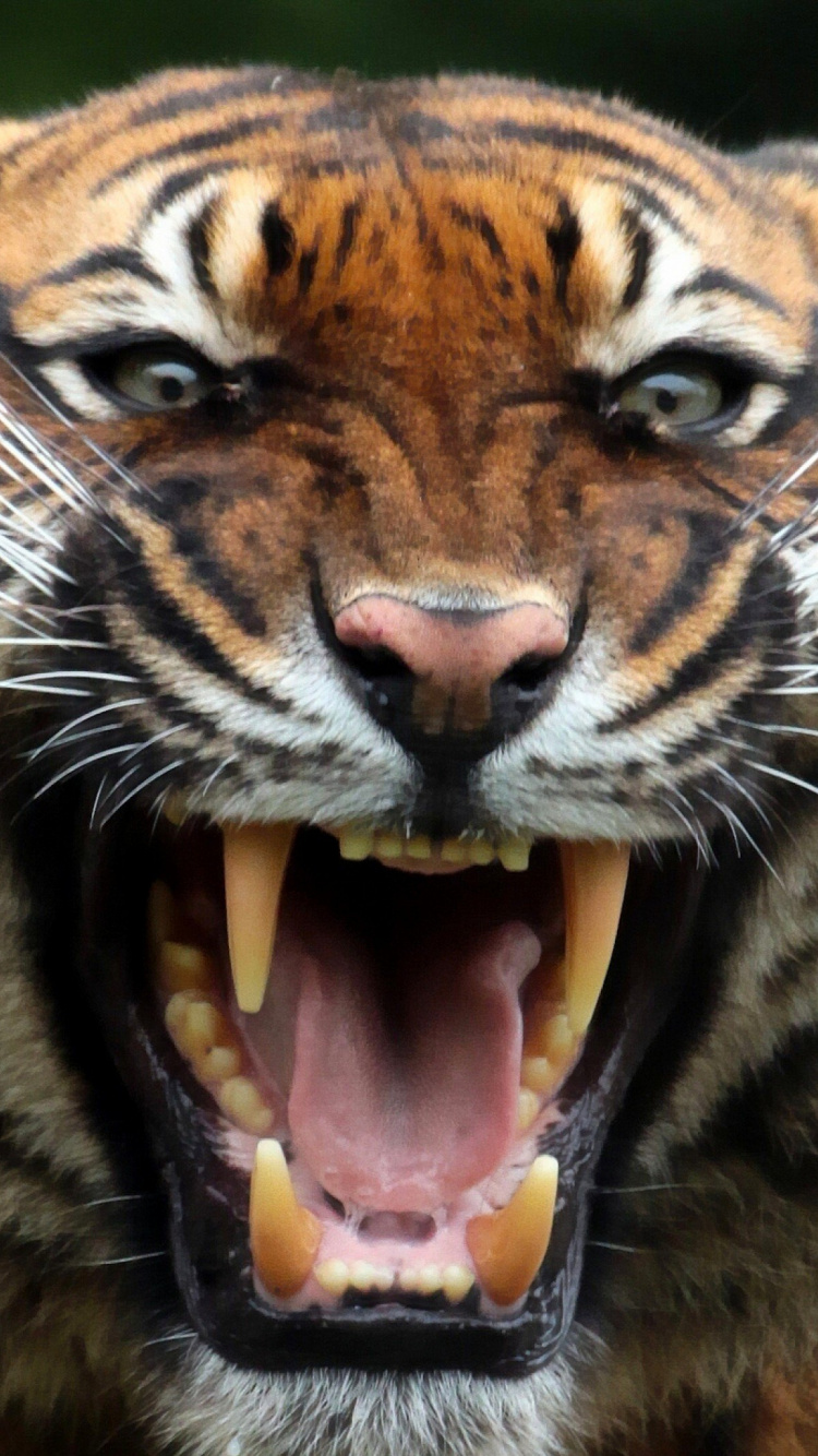 Tigre Brun et Noir Montrant la Langue. Wallpaper in 750x1334 Resolution