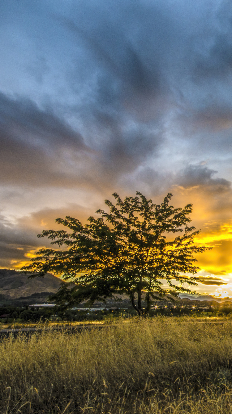 Green Grass Field Under Cloudy Sky During Sunset. Wallpaper in 750x1334 Resolution