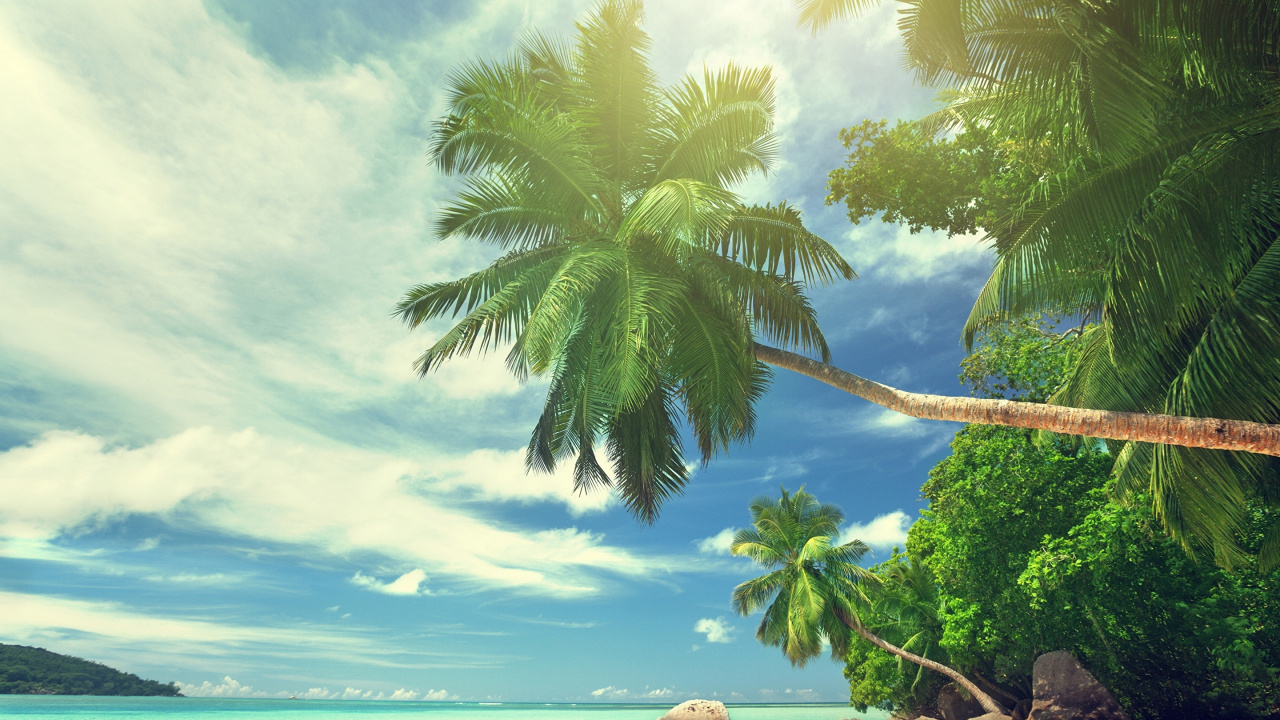 Coconut Tree Near Sea Shore During Daytime. Wallpaper in 1280x720 Resolution