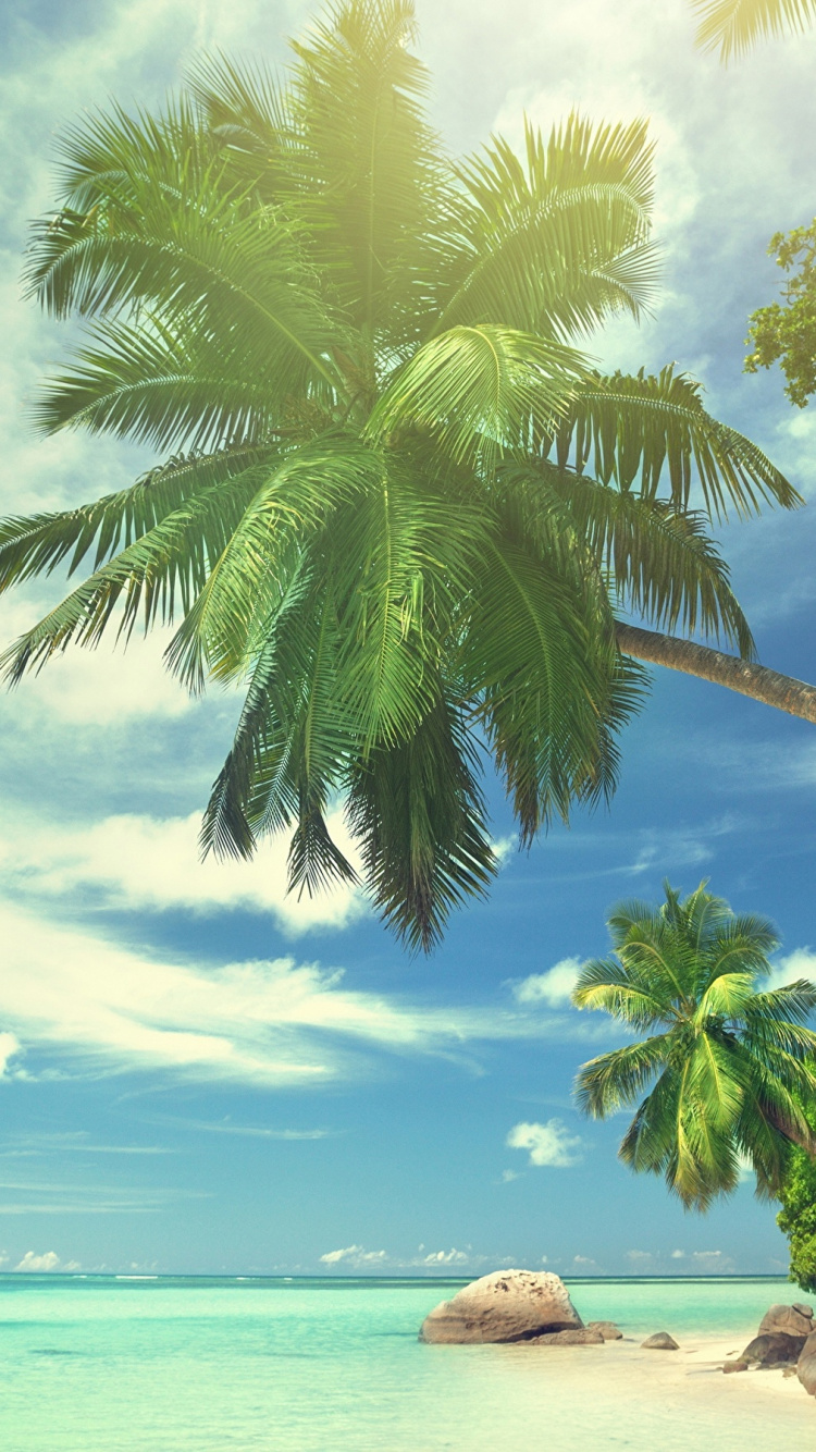 Coconut Tree Near Sea Shore During Daytime. Wallpaper in 750x1334 Resolution