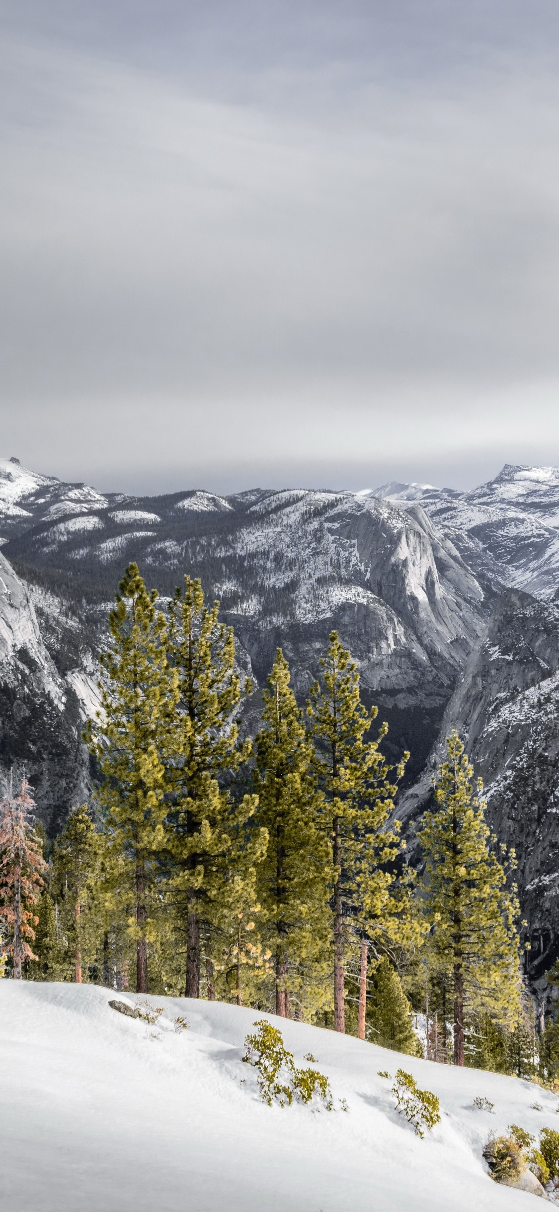 Nieve, Montaña, Pendiente, Highland, Alerce. Wallpaper in 1125x2436 Resolution