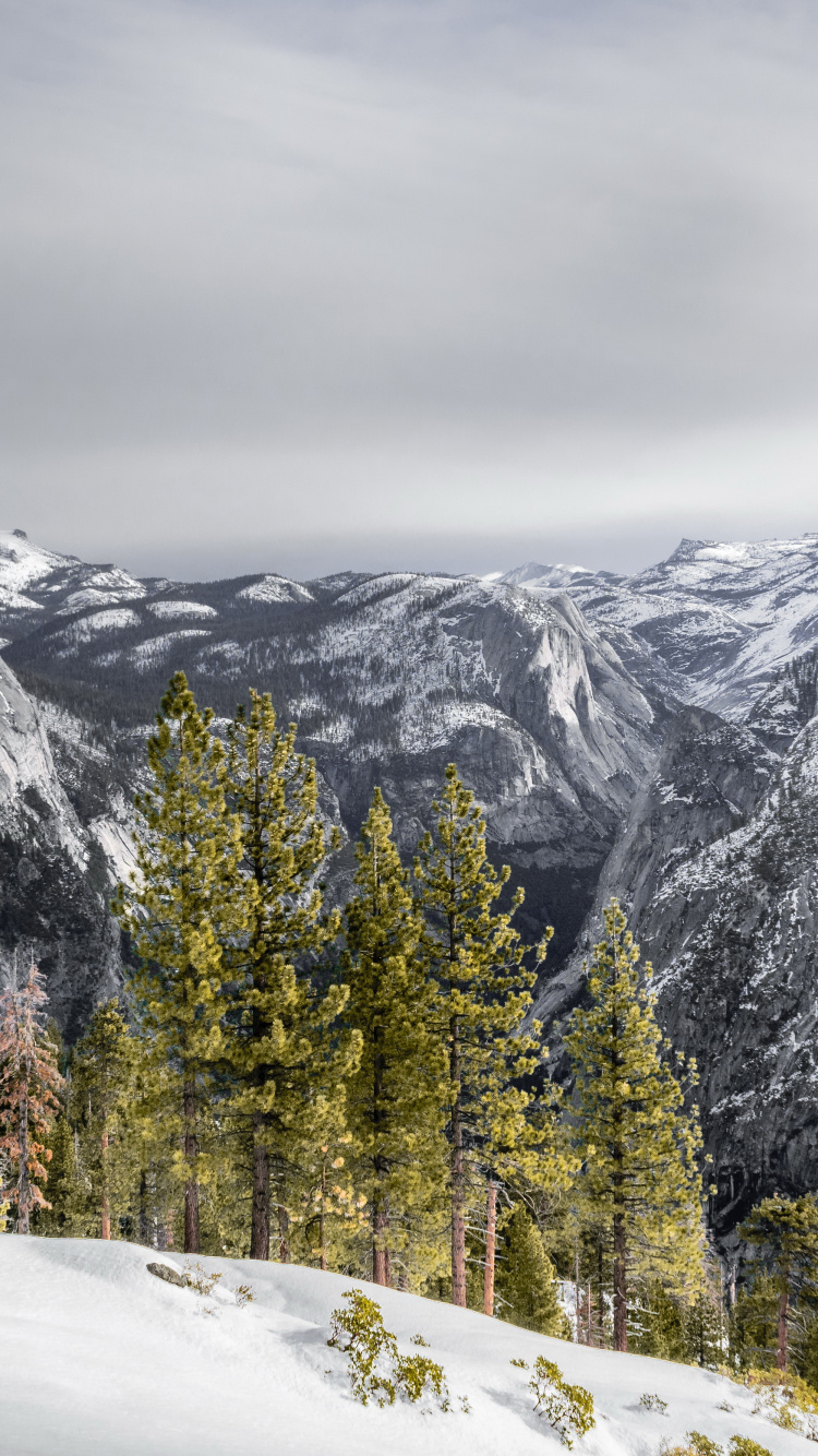 Nieve, Montaña, Pendiente, Highland, Alerce. Wallpaper in 750x1334 Resolution