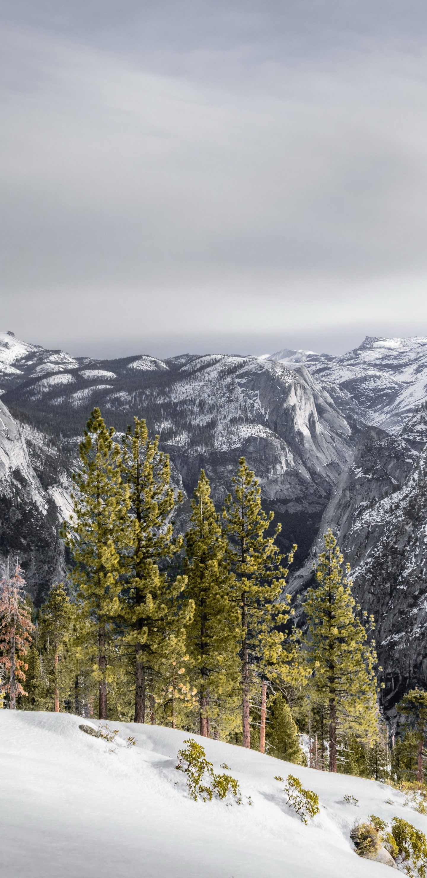 Snow, Cloud, Mountain, Plant, Slope. Wallpaper in 1440x2960 Resolution