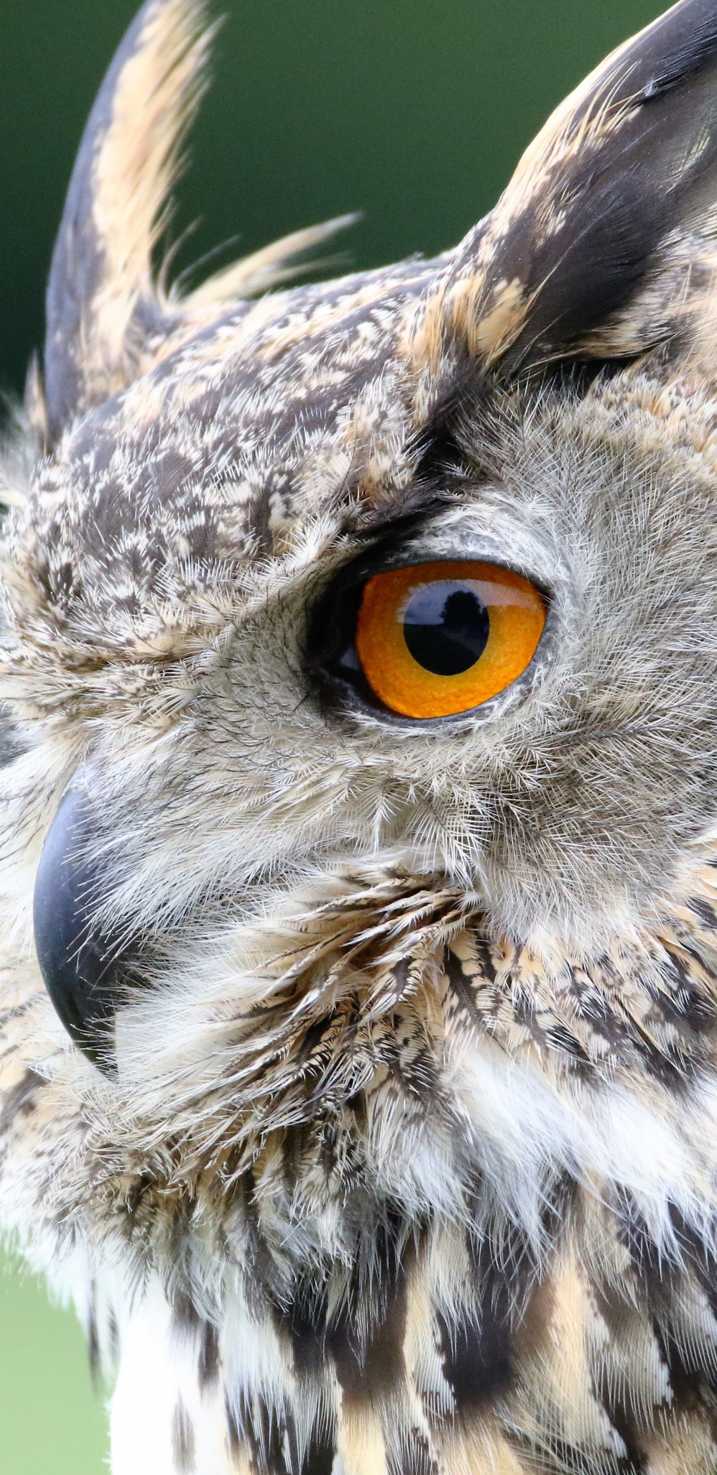 Búho Marrón y Blanco en Fotografía de Cerca Durante el Día. Wallpaper in 1440x2960 Resolution