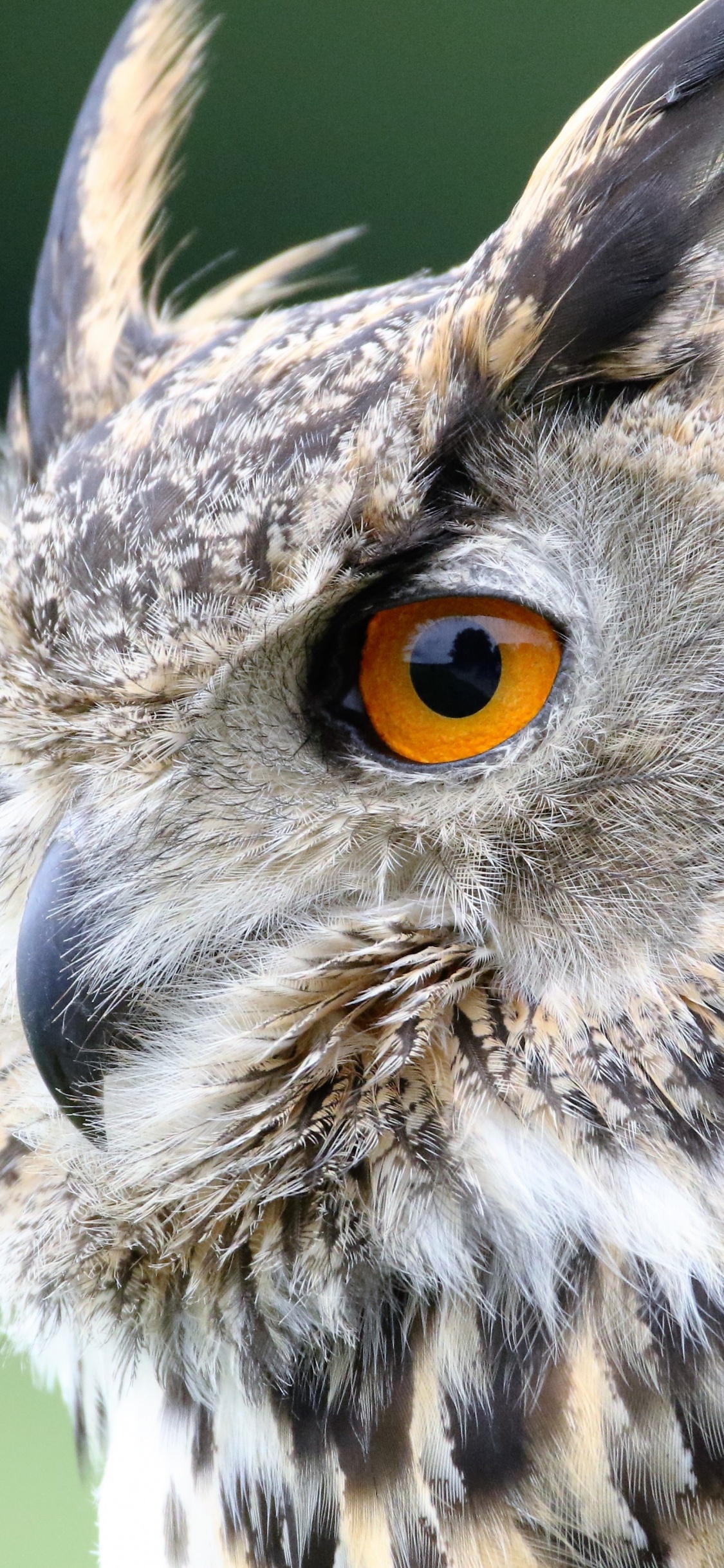 Brown and White Owl in Close up Photography During Daytime. Wallpaper in 1125x2436 Resolution