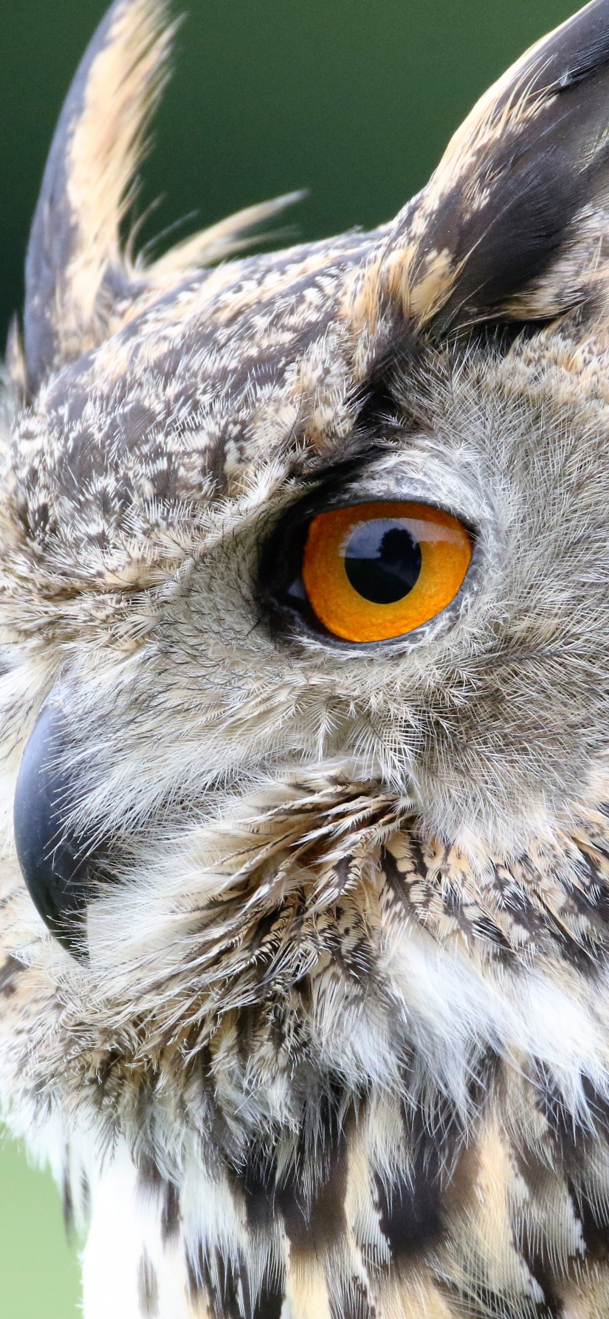 Brown and White Owl in Close up Photography During Daytime. Wallpaper in 1242x2688 Resolution