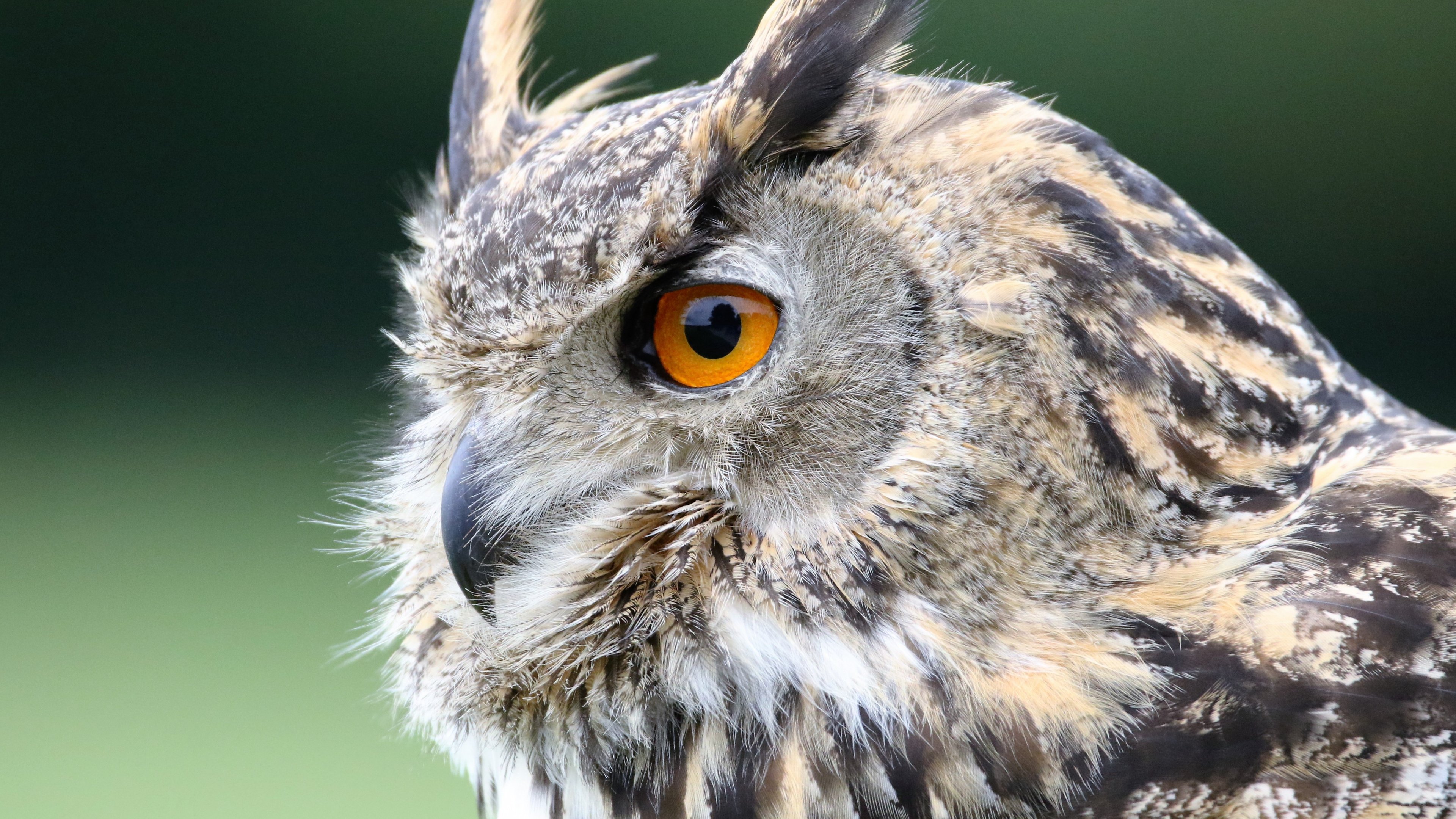 Brown and White Owl in Close up Photography During Daytime. Wallpaper in 3840x2160 Resolution