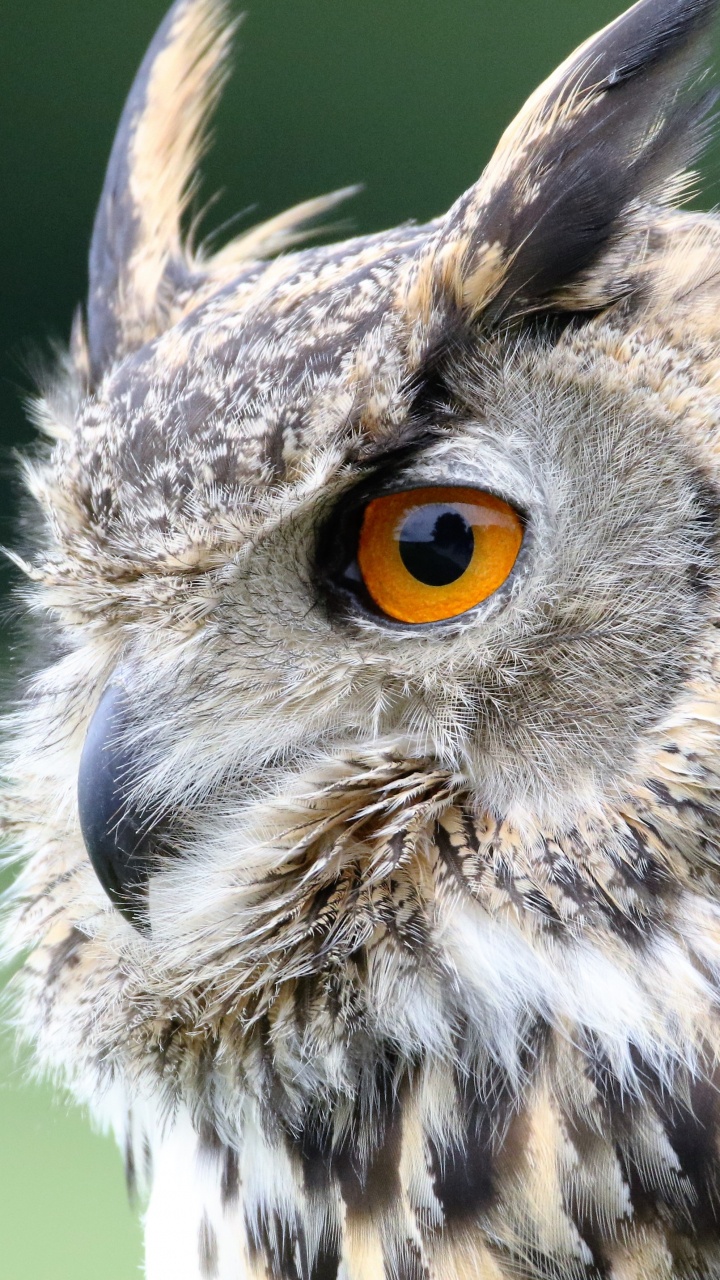 Brown and White Owl in Close up Photography During Daytime. Wallpaper in 720x1280 Resolution