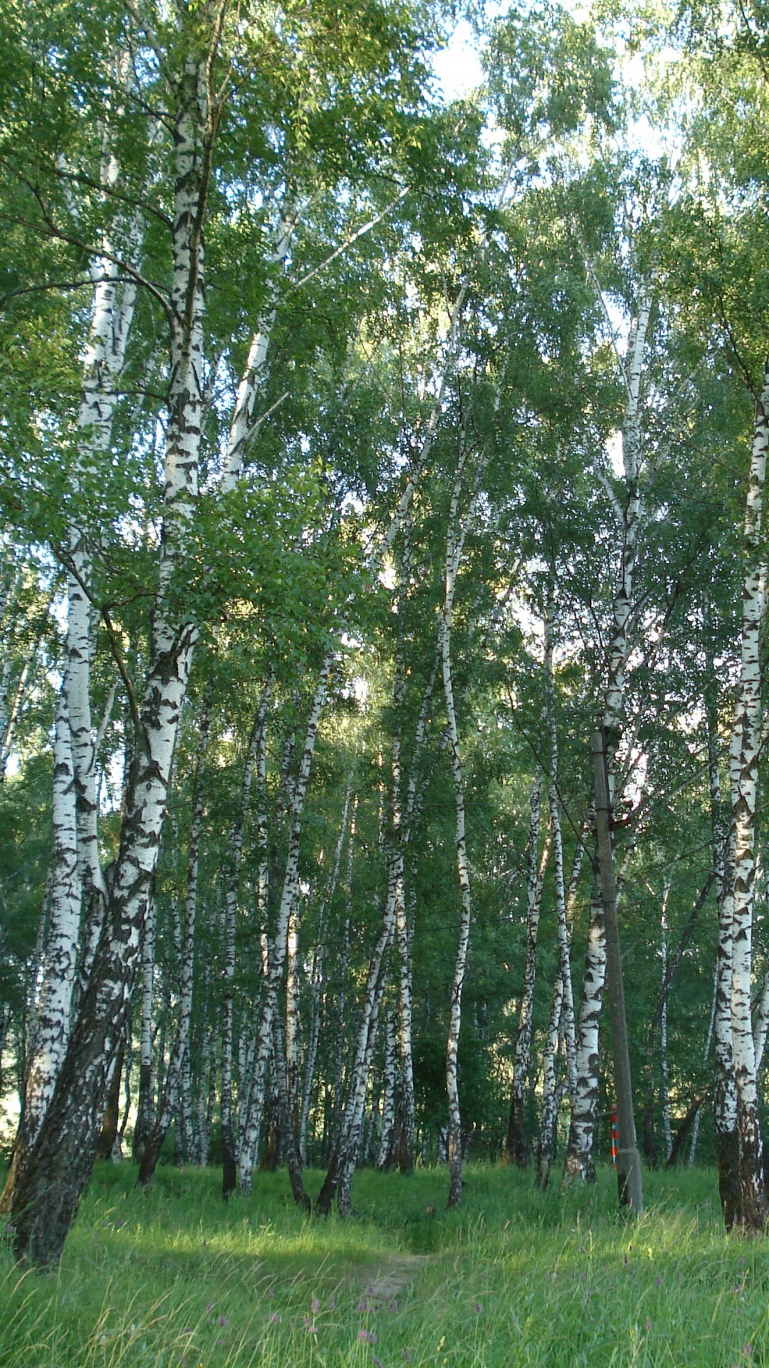 Birch, 森林, Grove, 木本植物, 生态系统 壁纸 1080x1920 允许
