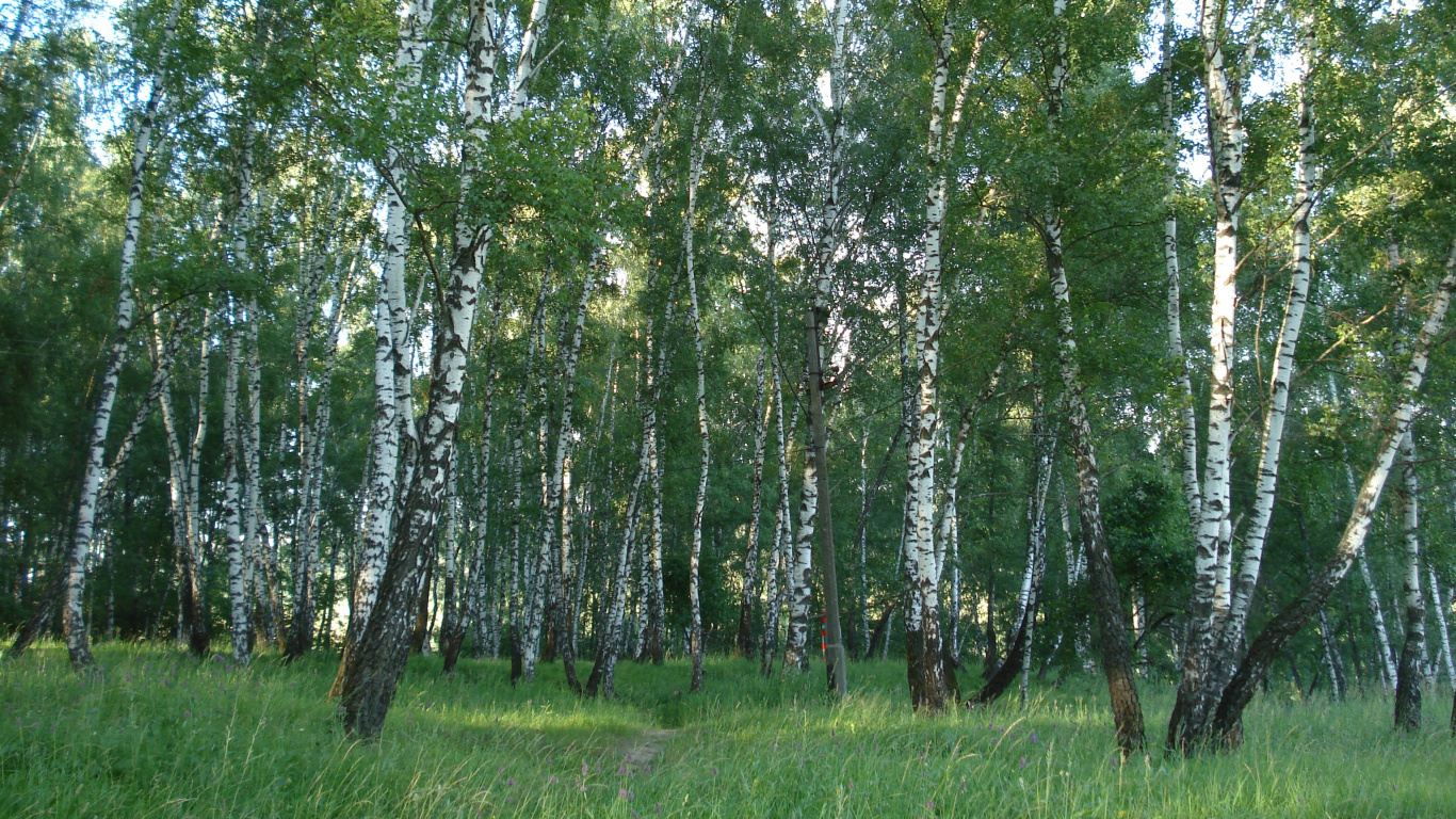 Birch, 森林, Grove, 木本植物, 生态系统 壁纸 1366x768 允许