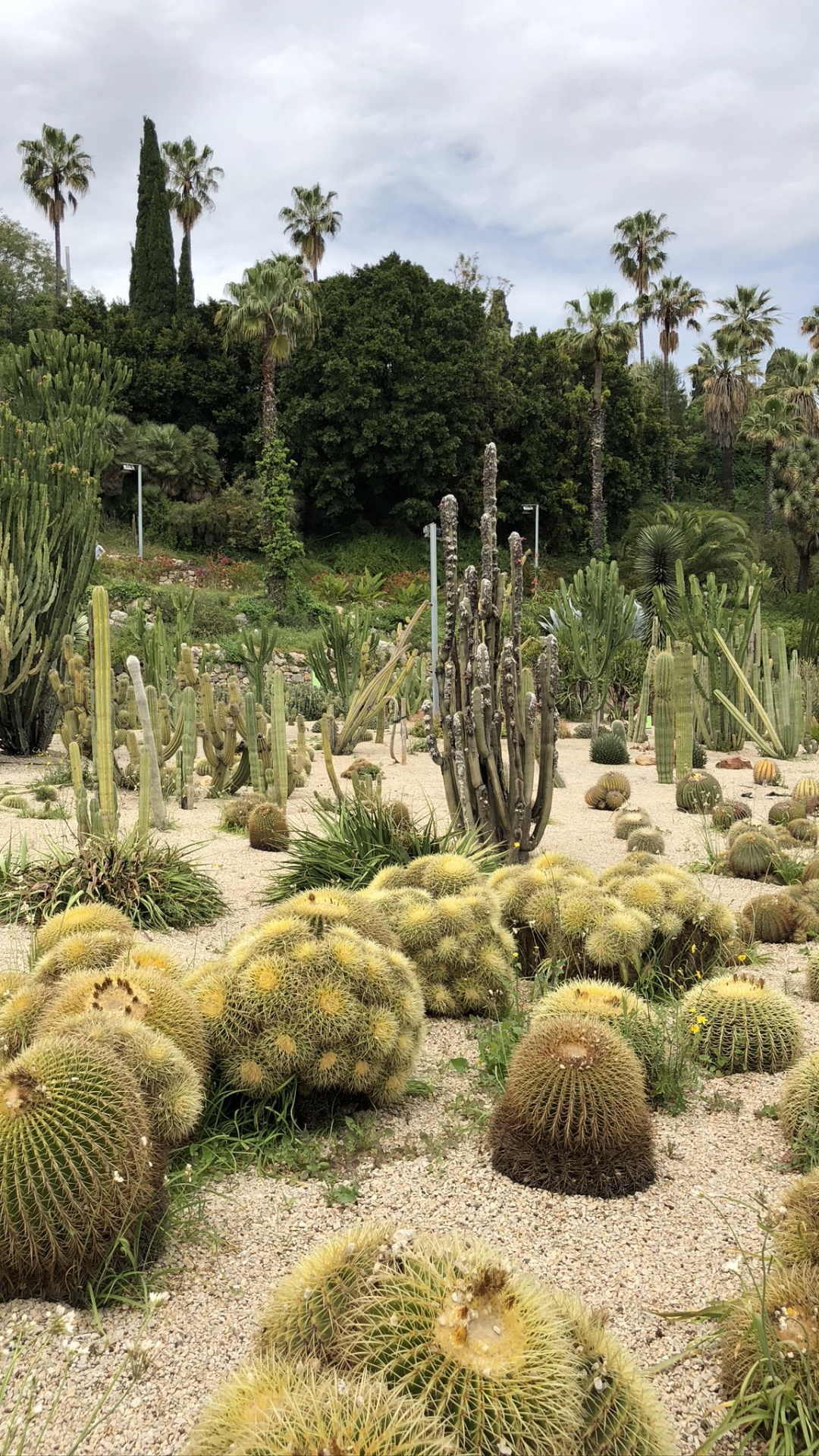 Végétation, Les Landes, Biome, Jardin Botanique, Plante de la Communauté. Wallpaper in 1080x1920 Resolution