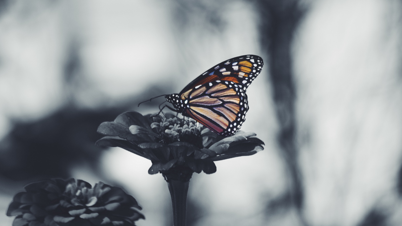 Monarch Butterfly Perched on White Flower in Close up Photography. Wallpaper in 1366x768 Resolution