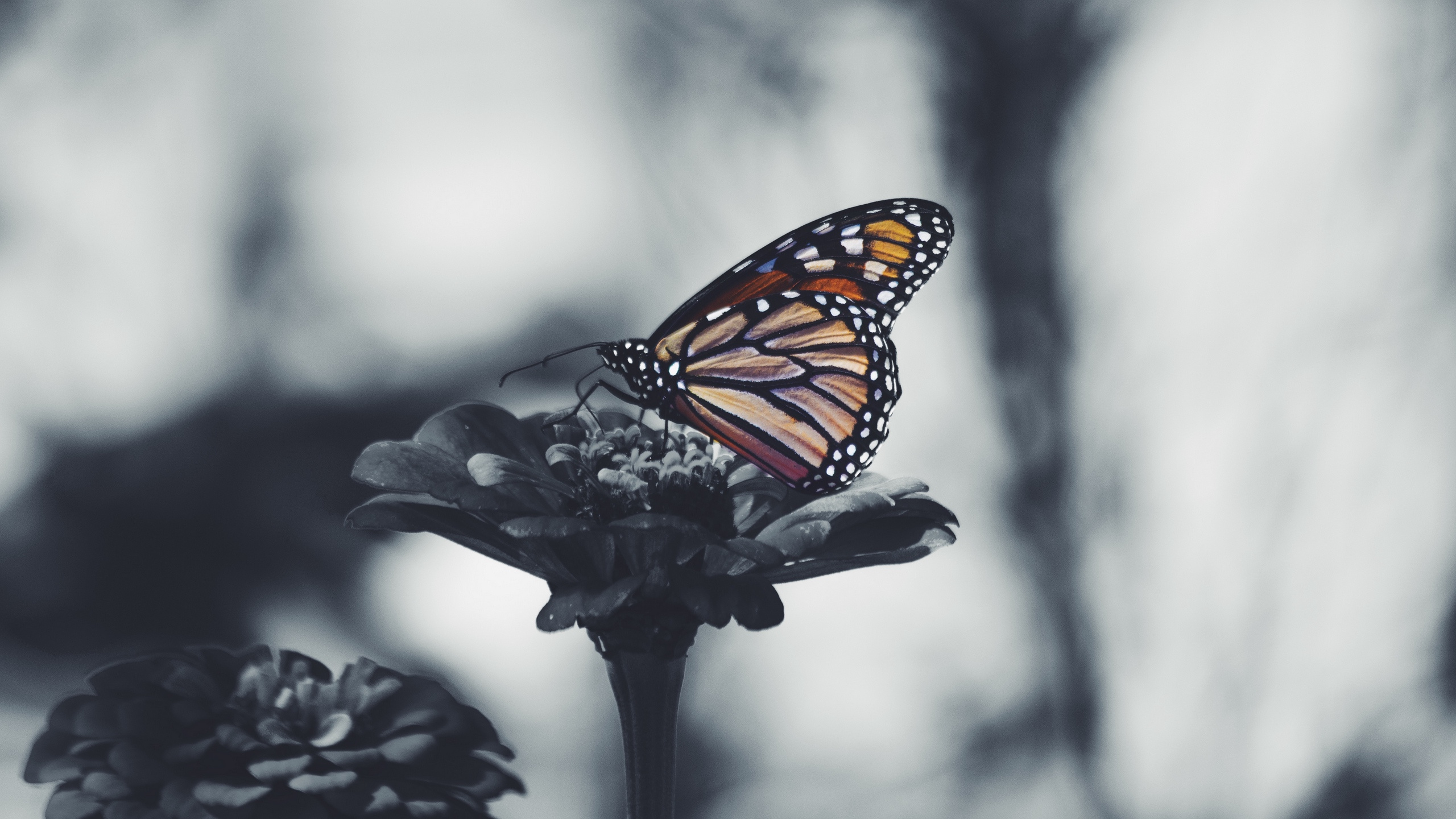 Monarch Butterfly Perched on White Flower in Close up Photography. Wallpaper in 2560x1440 Resolution