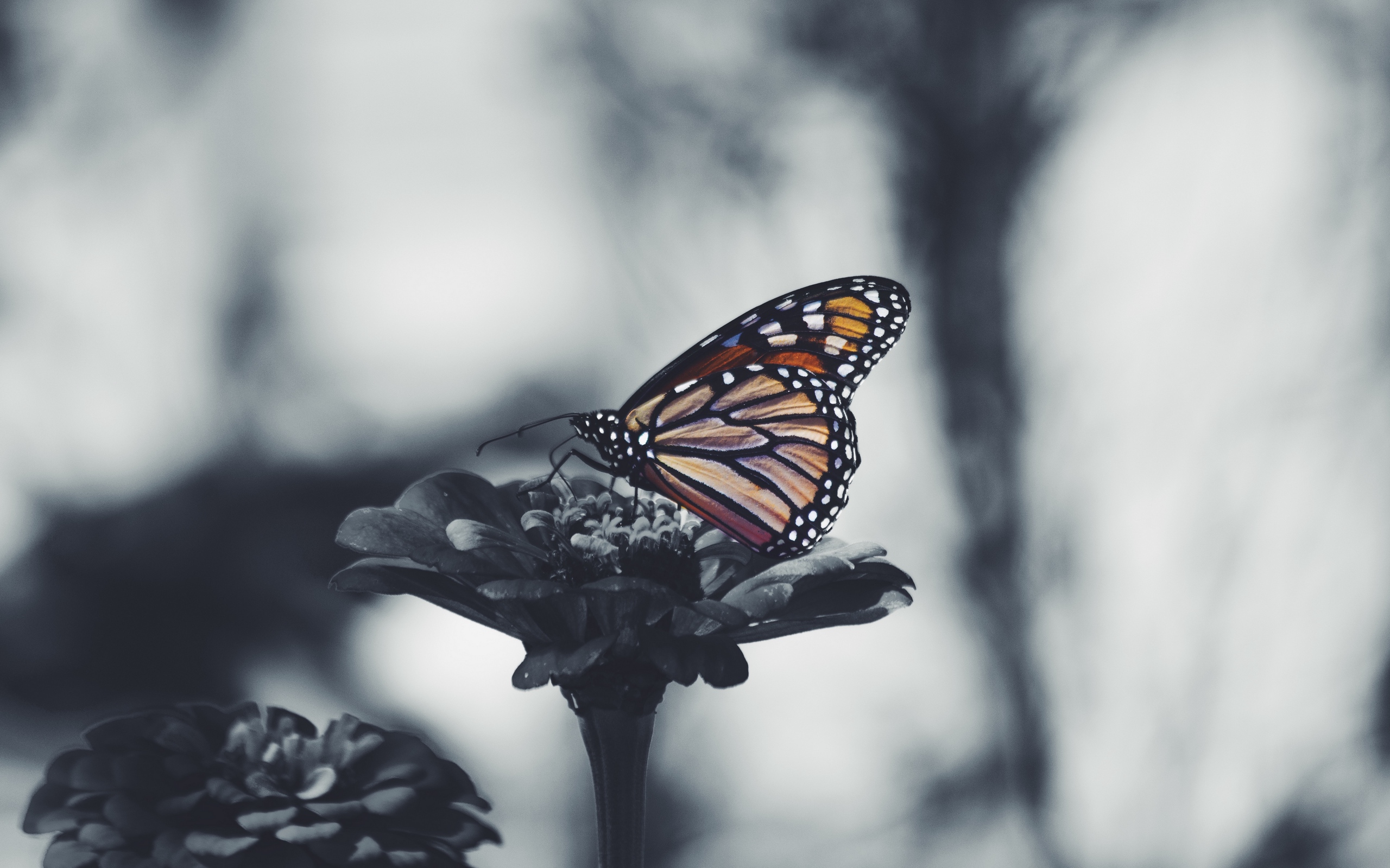 Monarch Butterfly Is Sitting On Flowers In The Dark Background Aesthetic  Picture Butterfly Background Image And Wallpaper for Free Download