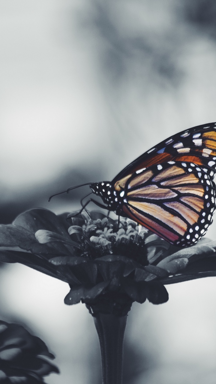 Mariposa Monarca Posado Sobre Flor Blanca en Fotografía de Cerca. Wallpaper in 720x1280 Resolution