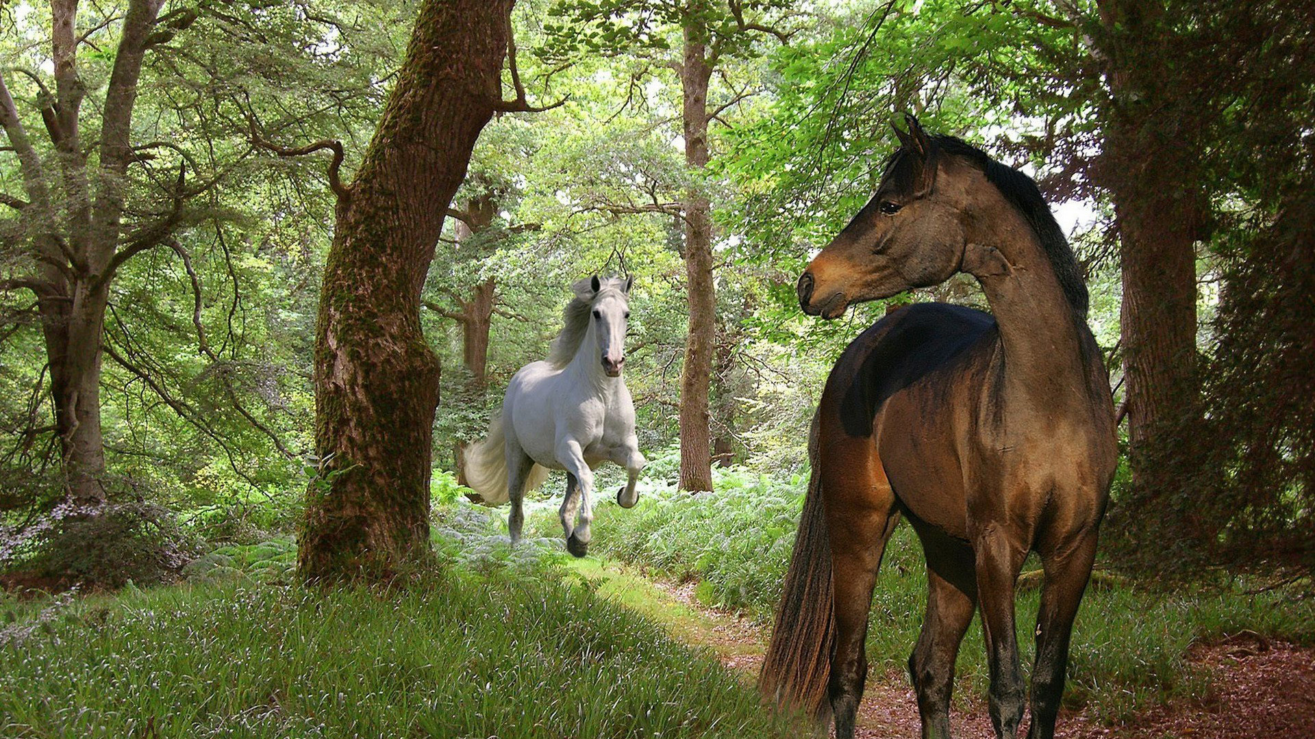 Braunes Pferd Und Weißes Pferd Auf Grüner Wiese Tagsüber During. Wallpaper in 1920x1080 Resolution
