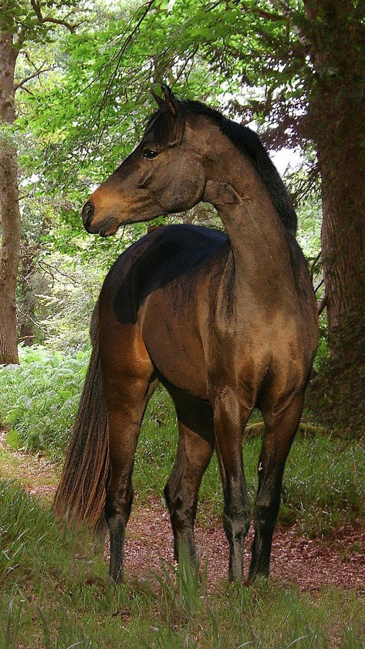 Braunes Pferd Und Weißes Pferd Auf Grüner Wiese Tagsüber During. Wallpaper in 720x1280 Resolution