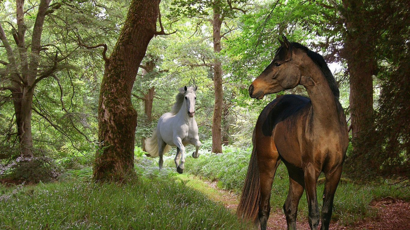 Cheval Brun et Cheval Blanc Sur Terrain D'herbe Verte Pendant la Journée. Wallpaper in 1366x768 Resolution