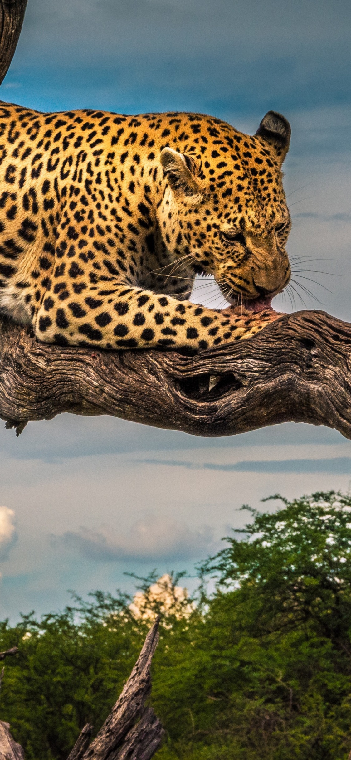 Leopard, Felidae, Big Cat, Ecorregión, Naturaleza. Wallpaper in 1125x2436 Resolution