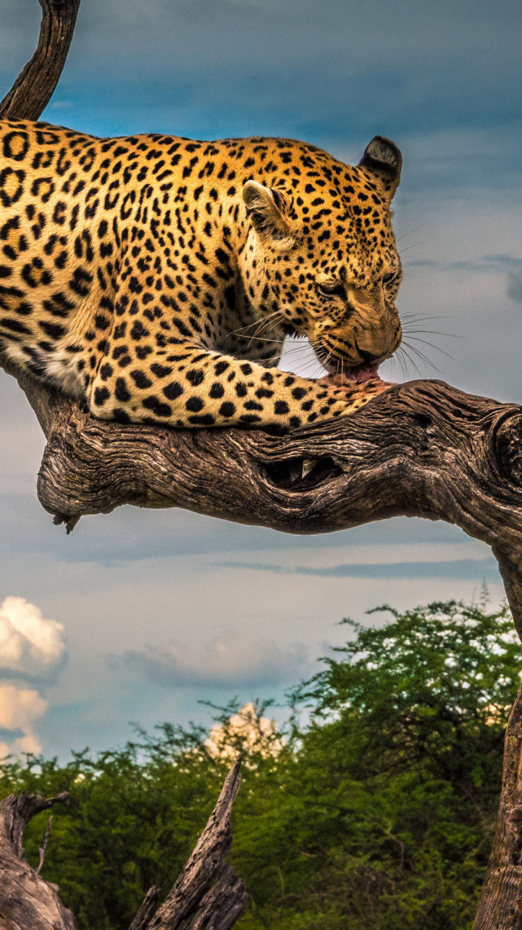 Leopard, Felidae, Big Cat, Ecorregión, Naturaleza. Wallpaper in 750x1334 Resolution