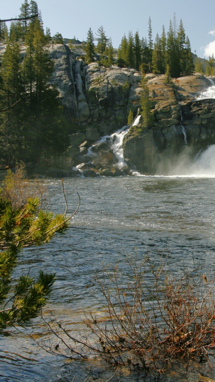 Green Pine Trees Beside River During Daytime. Wallpaper in 720x1280 Resolution