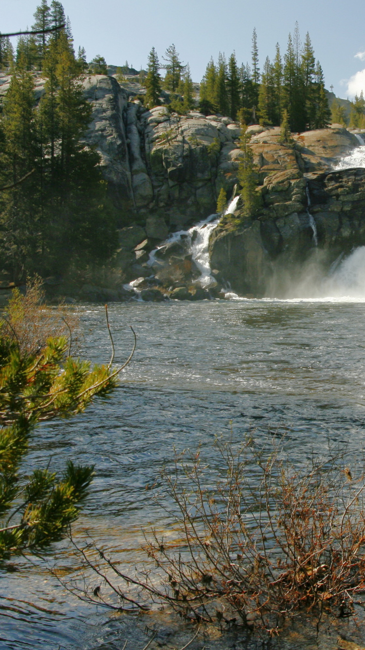 Pinos Verdes Junto al Río Durante el Día. Wallpaper in 750x1334 Resolution