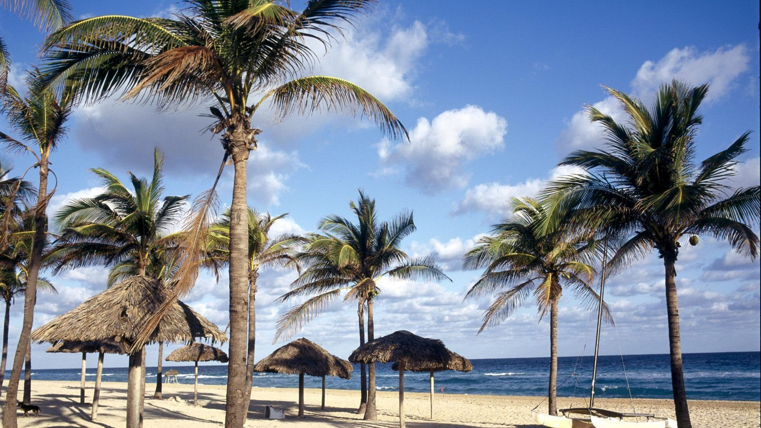 Palm Tree on Beach Shore During Daytime. Wallpaper in 2560x1440 Resolution