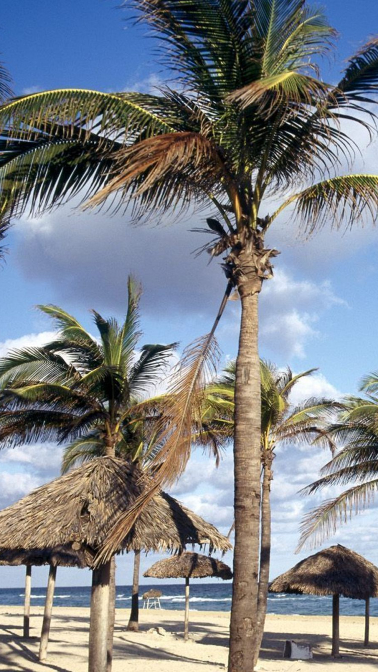 Palmier Sur le Rivage de la Plage Pendant la Journée. Wallpaper in 750x1334 Resolution