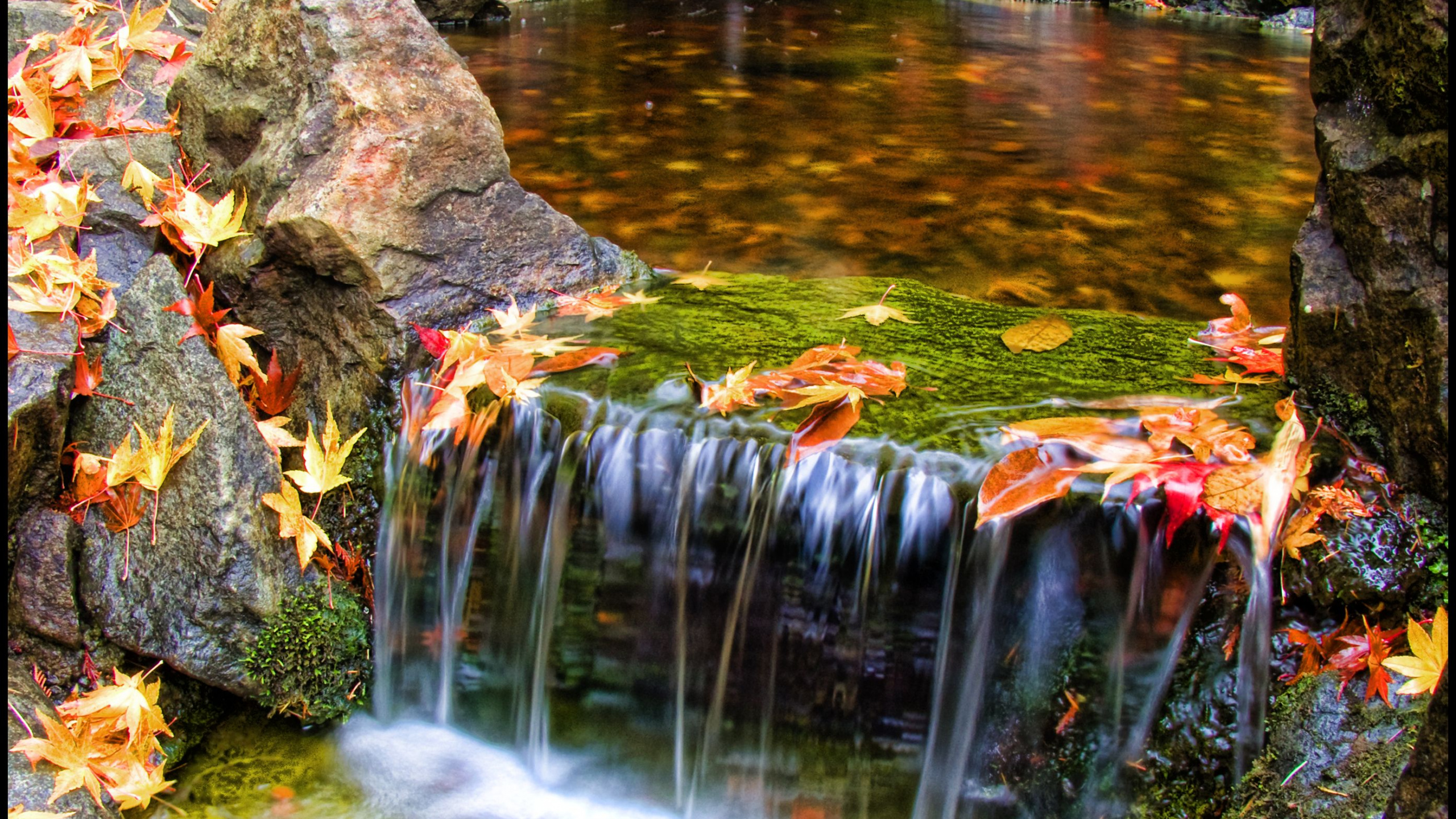 L'eau Tombe Avec Des Feuilles D'oranger au Sol. Wallpaper in 2560x1440 Resolution