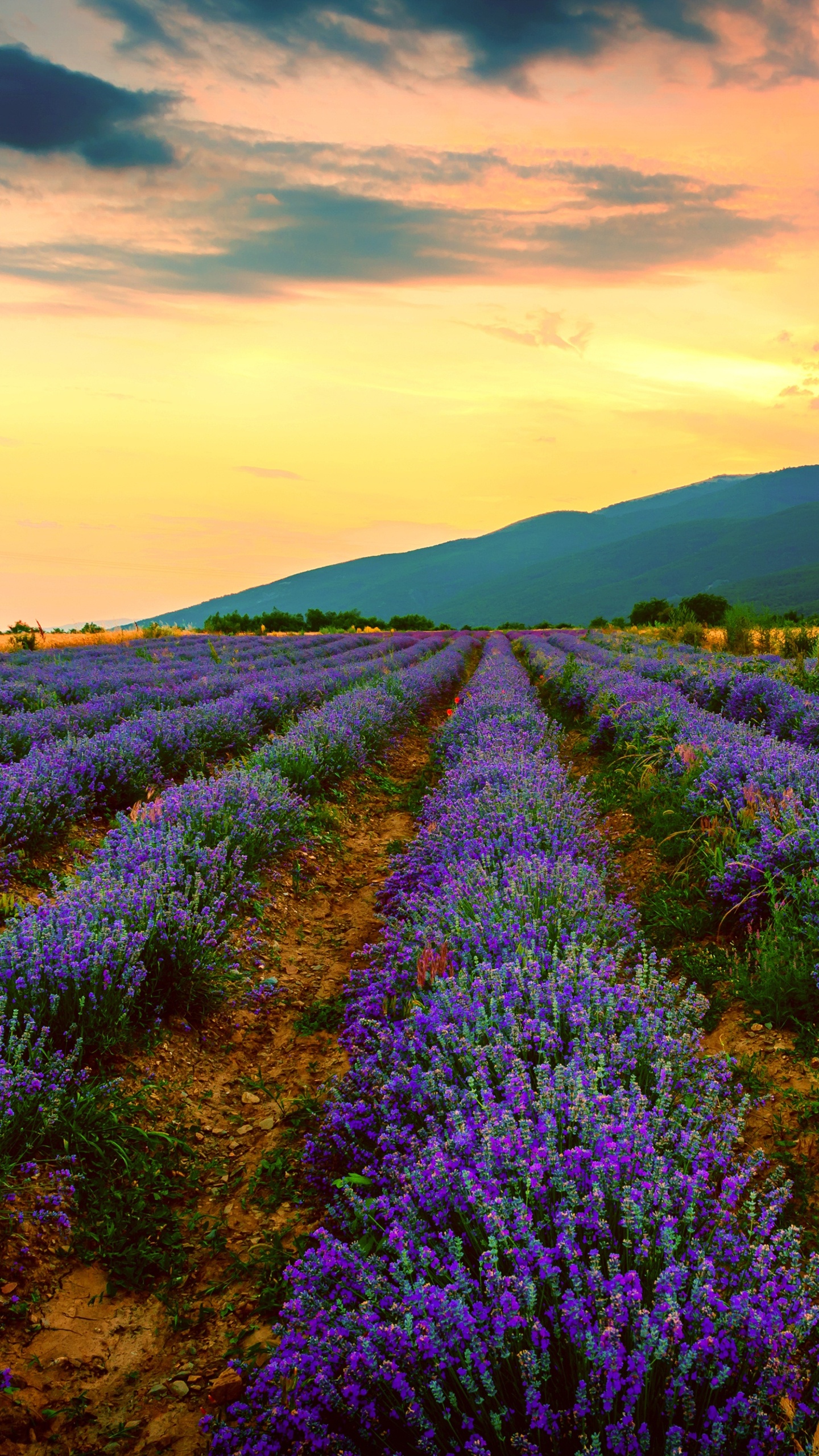 Champ de Fleurs Violettes Sous Ciel Nuageux Pendant la Journée. Wallpaper in 1440x2560 Resolution