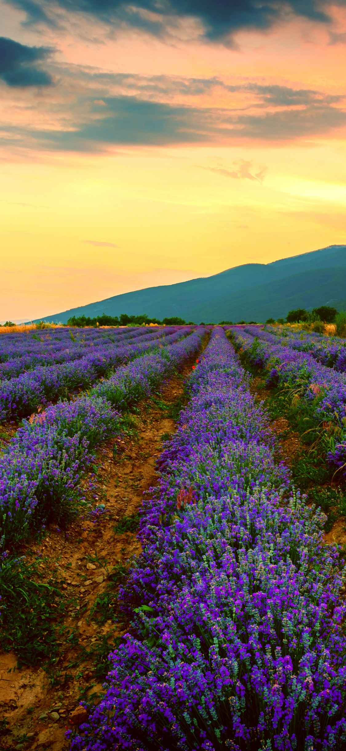 Purple Flower Field Under Cloudy Sky During Daytime. Wallpaper in 1125x2436 Resolution