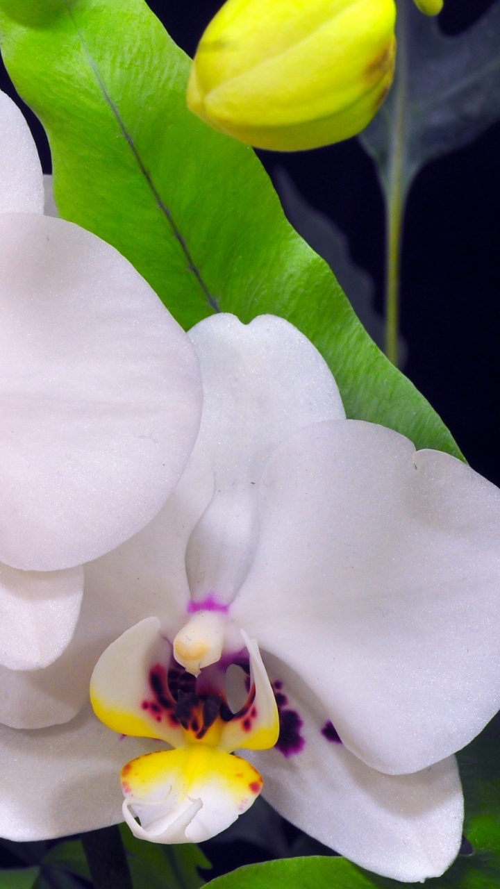 Orquídeas Polilla Blancas y Moradas en Flor. Wallpaper in 720x1280 Resolution