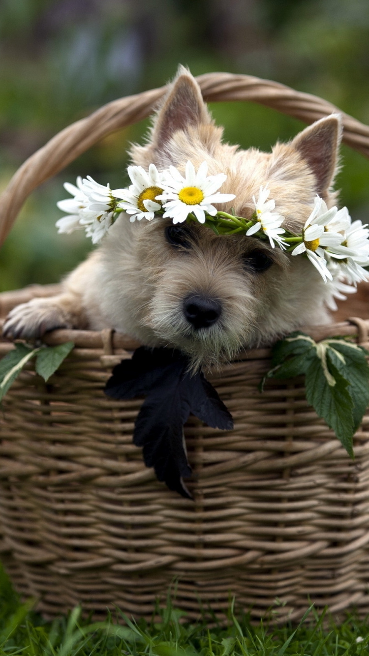 White Long Coat Small Dog in Brown Woven Basket. Wallpaper in 750x1334 Resolution