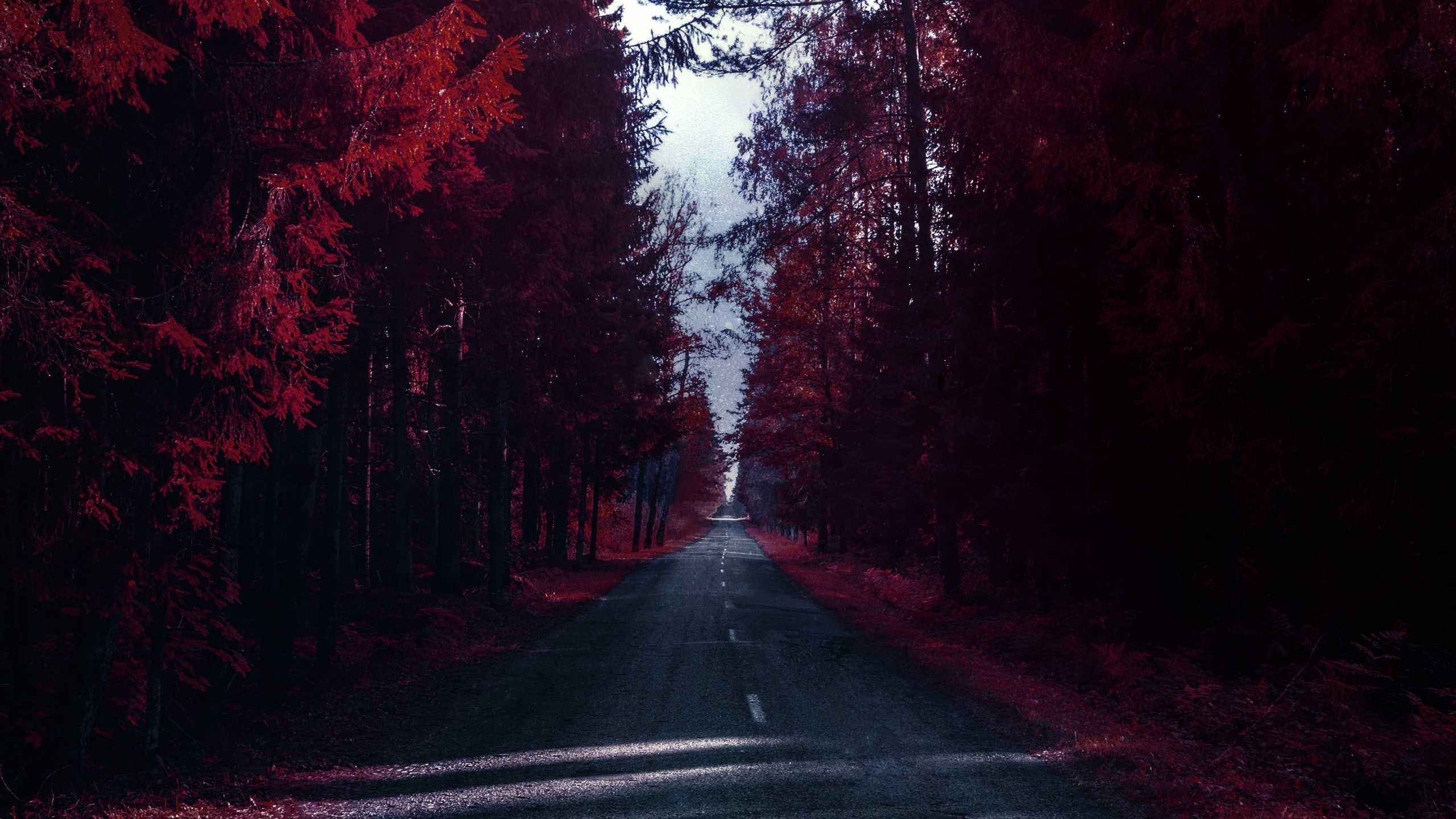 Naturaleza, Wisgoon - Red Social, Iluminación Automotriz, la Superficie de la Carretera, Paisaje Natural. Wallpaper in 2560x1440 Resolution