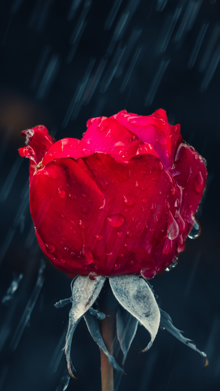 Pluie, Roses, Red, Les Roses de Jardin, Eau. Wallpaper in 750x1334 Resolution