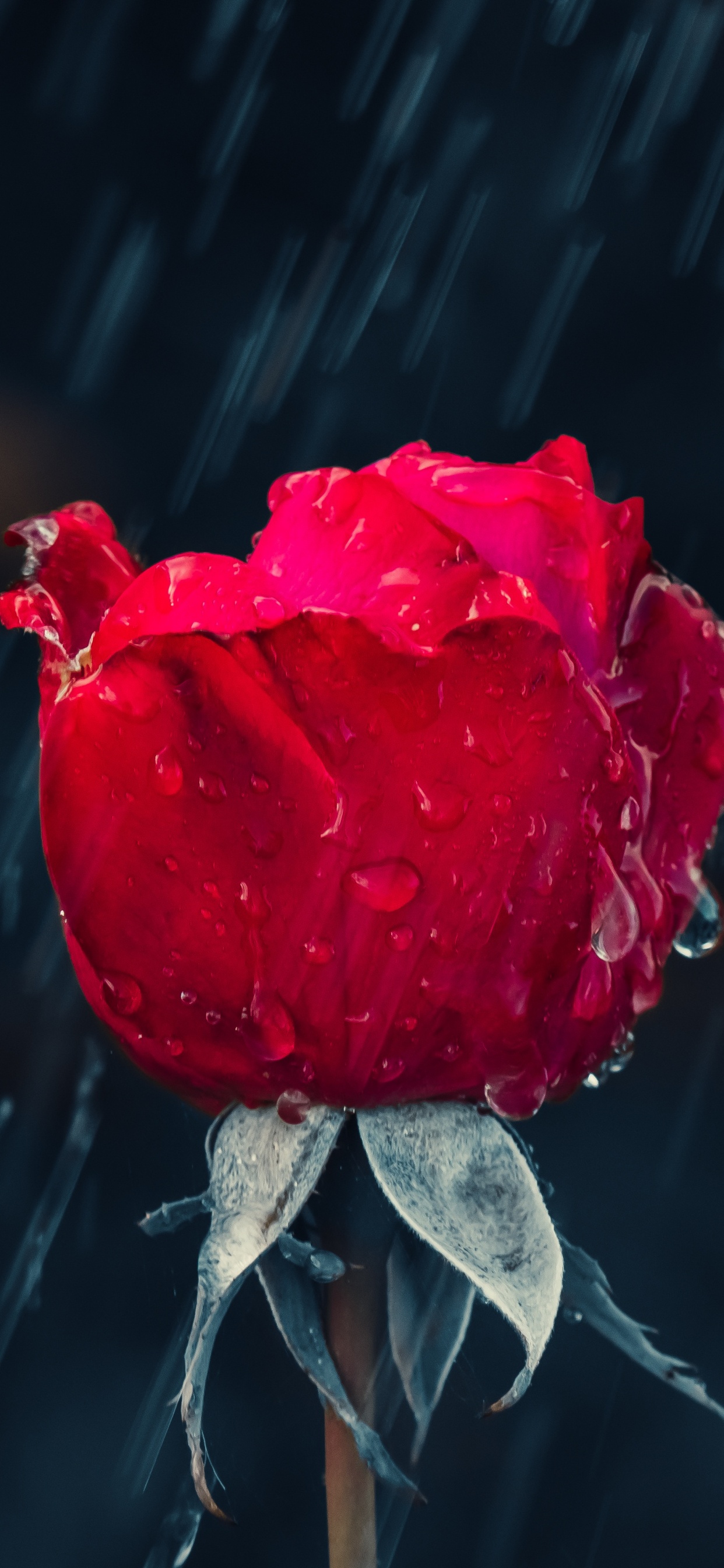 Regen, Rose, Garten Rosen, Wasser, Blütenblatt. Wallpaper in 1242x2688 Resolution