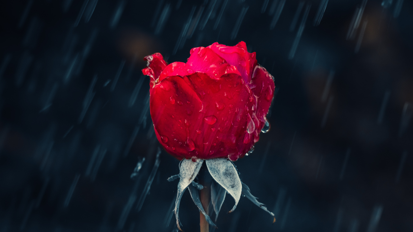 Regen, Rose, Garten Rosen, Wasser, Blütenblatt. Wallpaper in 1366x768 Resolution
