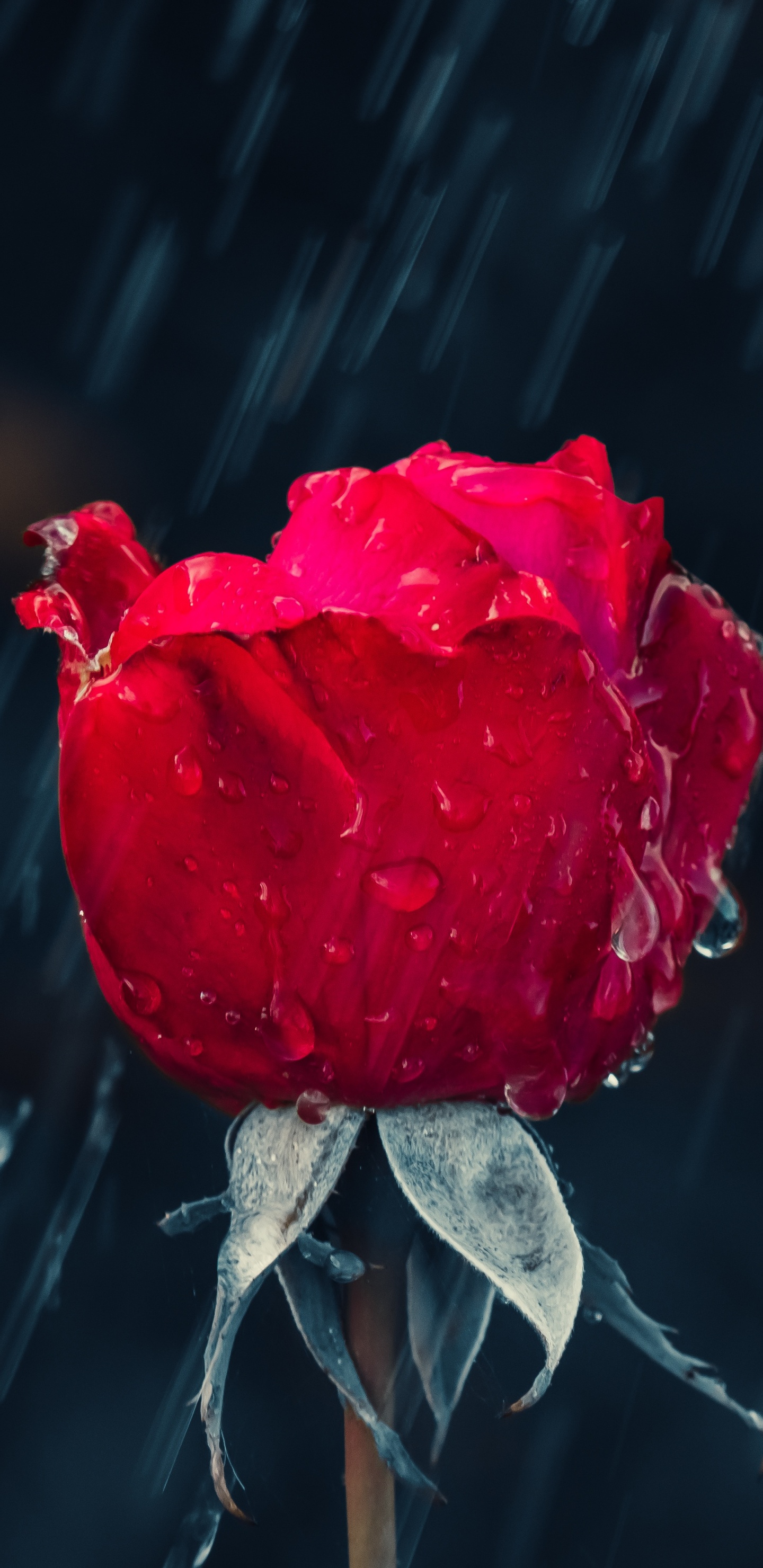 Rain, Rose, Flower, Red, Garden Roses. Wallpaper in 1440x2960 Resolution