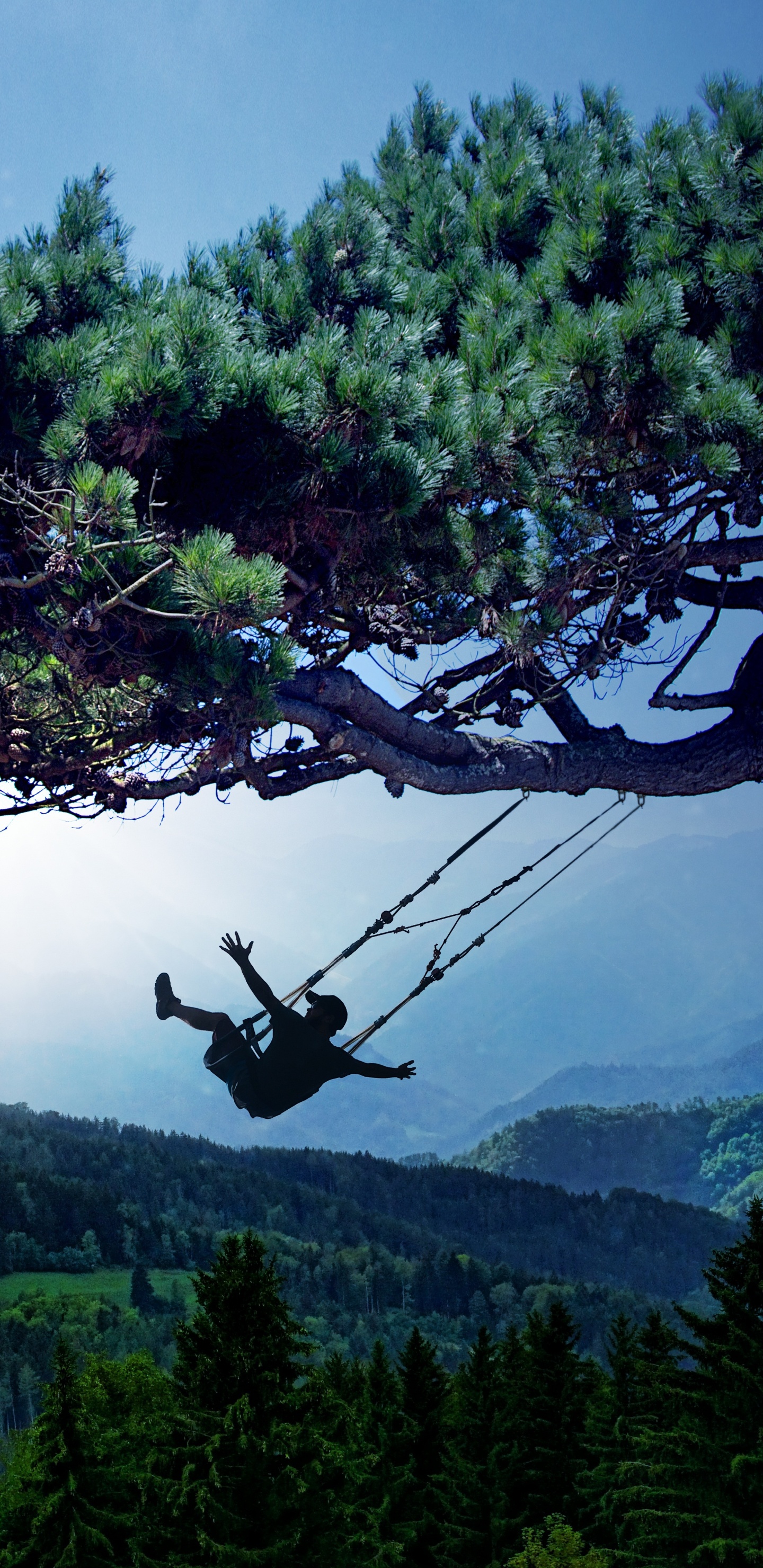 Naturaleza, la Vegetación, Planta Leñosa, Desierto, Estación de la Colina. Wallpaper in 1440x2960 Resolution