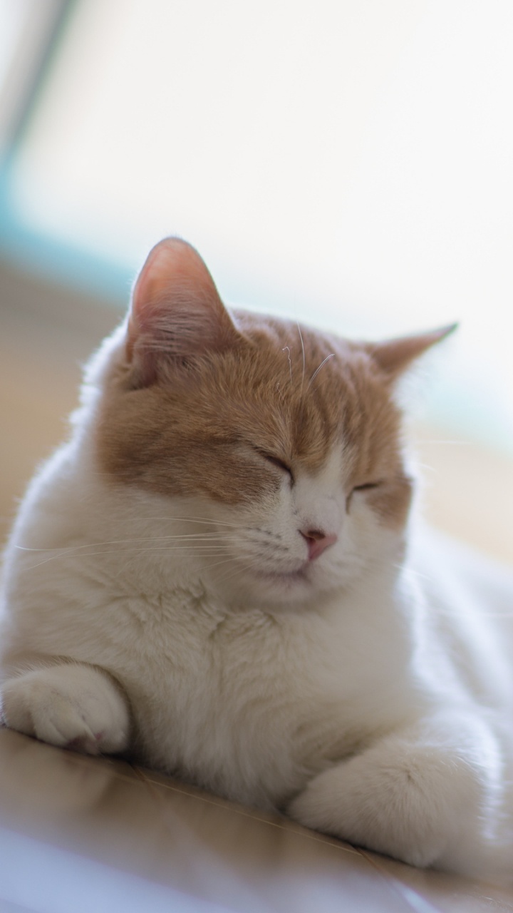 Gato Atigrado Naranja y Blanco Acostado Sobre Textil Blanco. Wallpaper in 720x1280 Resolution
